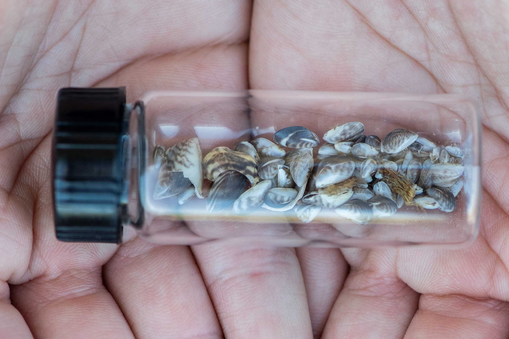 Le cozze aliene invadono il Lago di Ginevra: bloccati anche i tubi che raffreddano un reattore nucleare