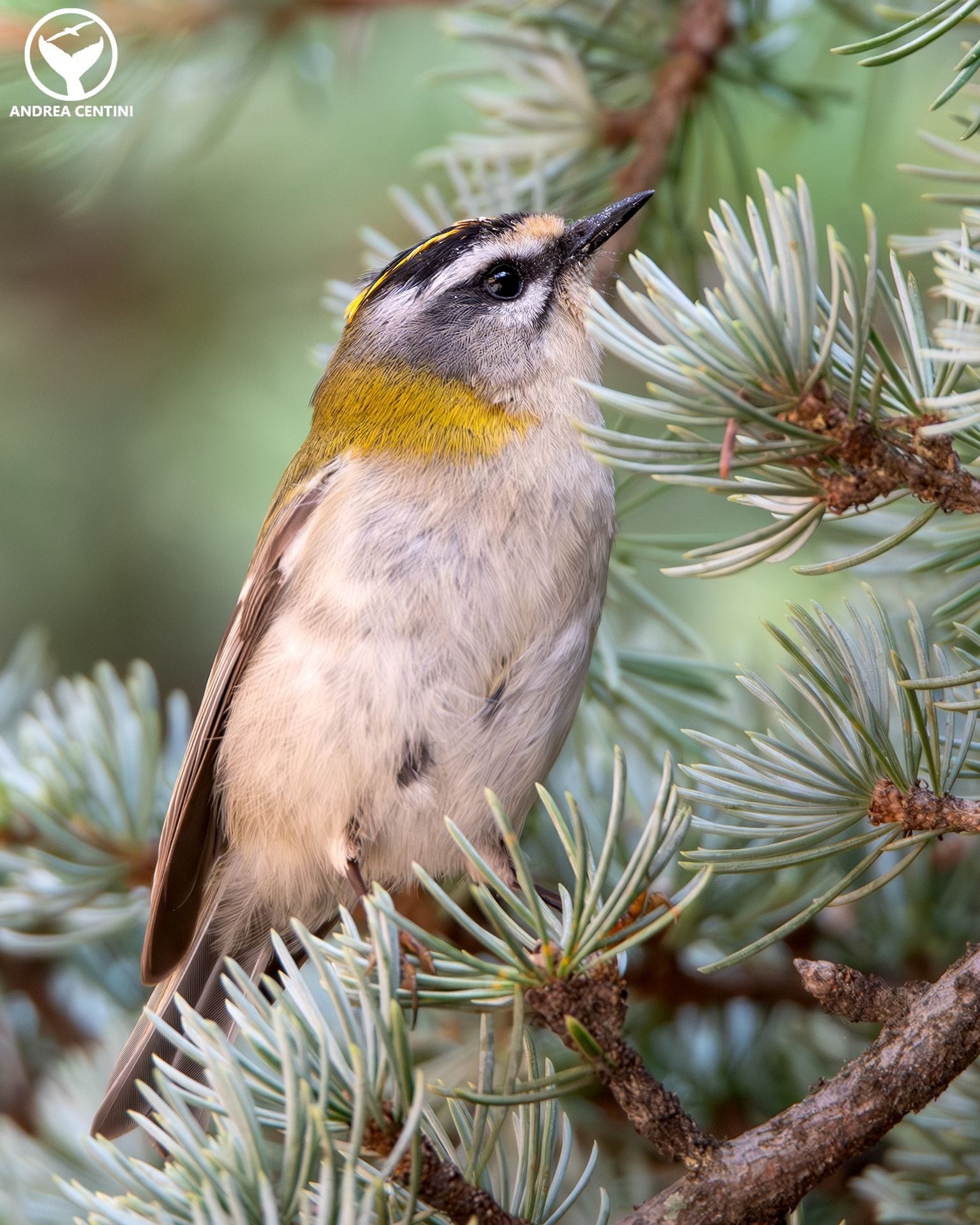 Fiorrancino. Credit: Andrea Centini