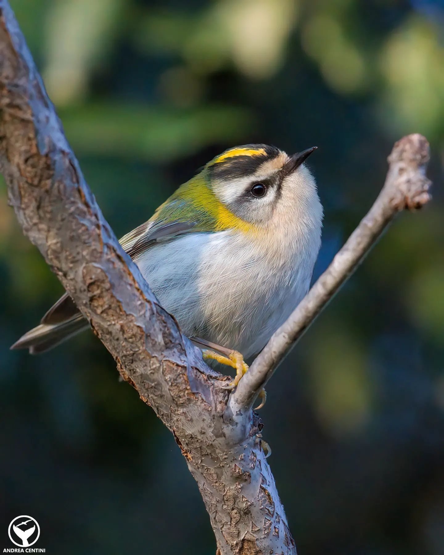 Fiorrancino. Credit: Andrea Centini