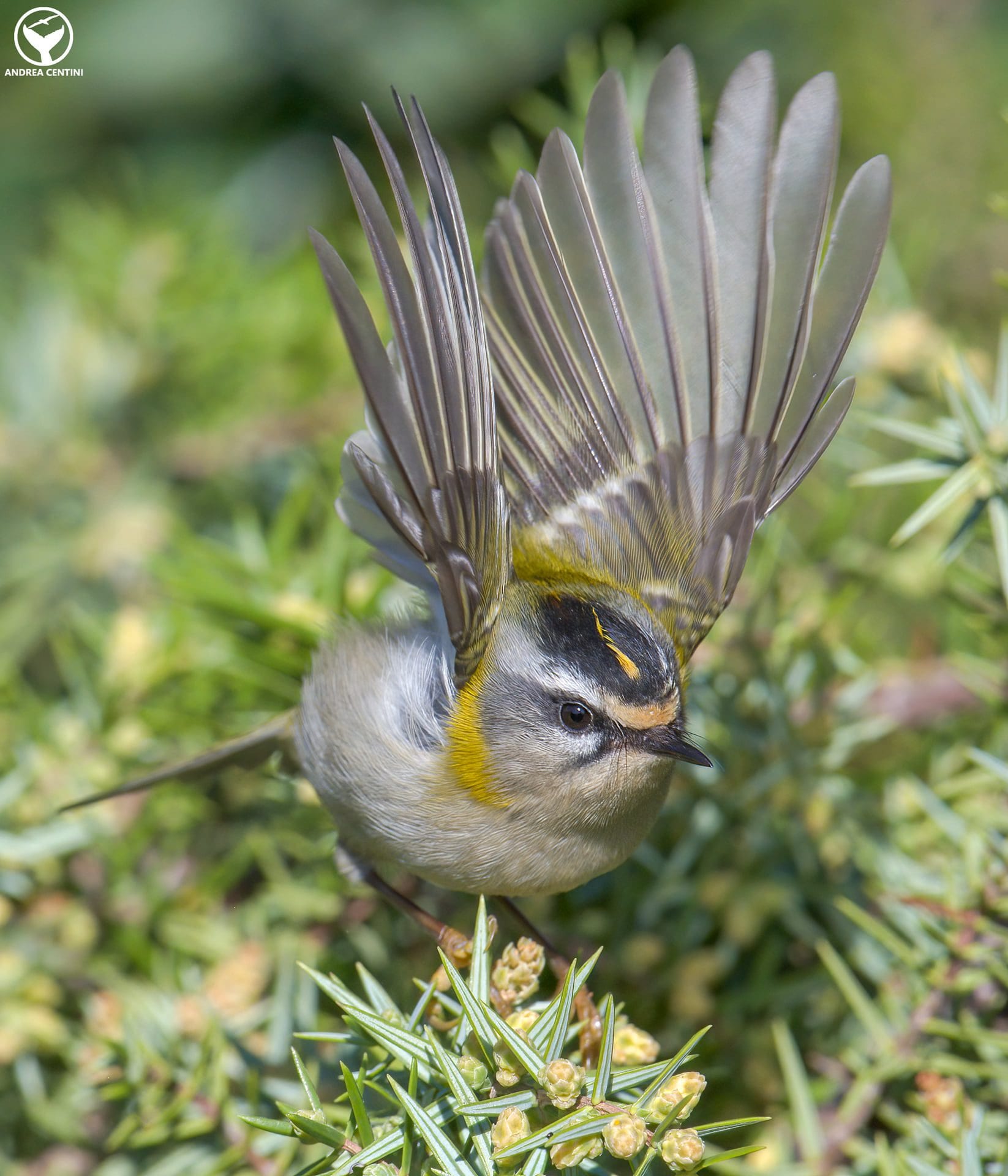 Fiorrancino. Credit: Andrea Centini