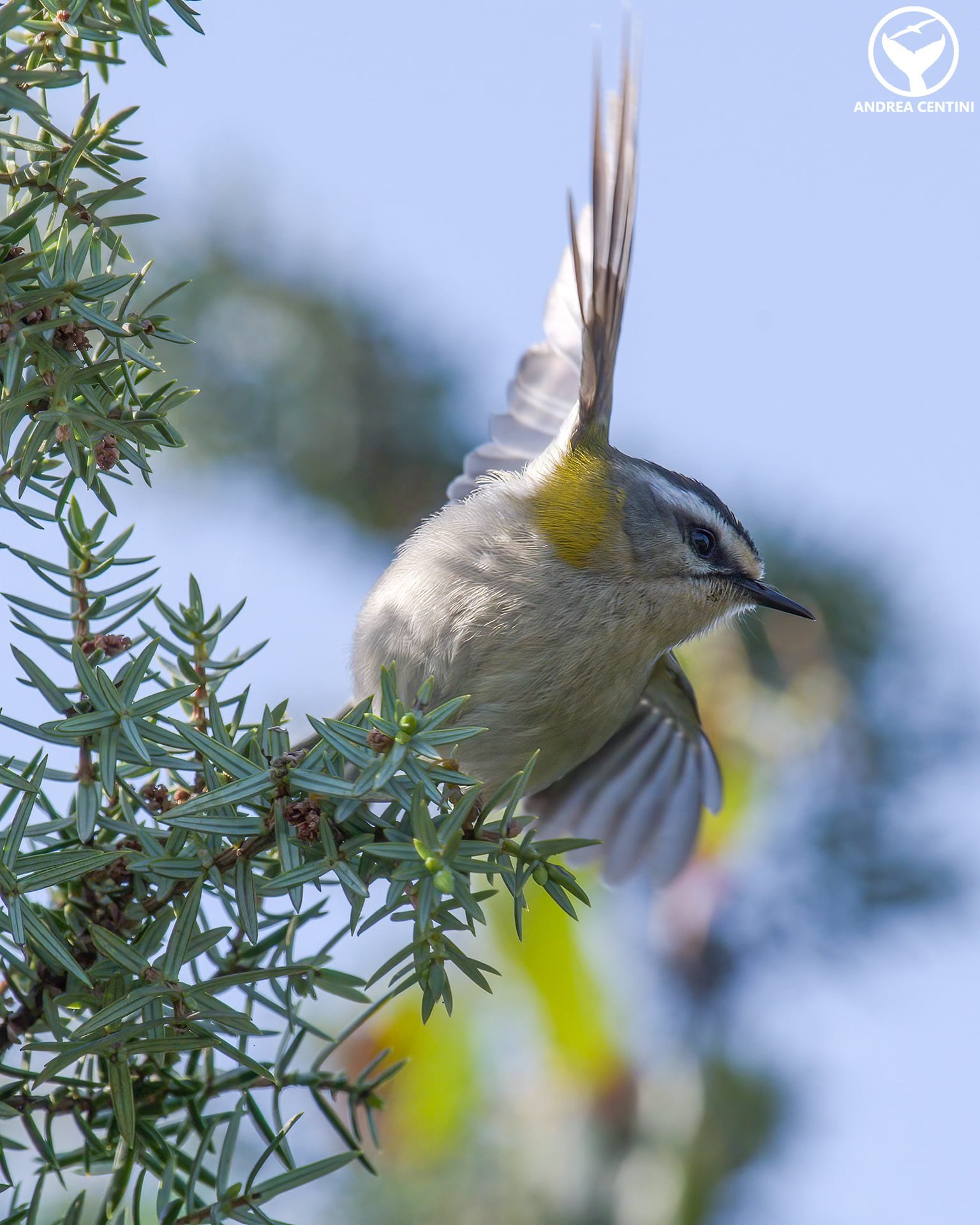 Fiorrancino. Credit: Andrea Centini