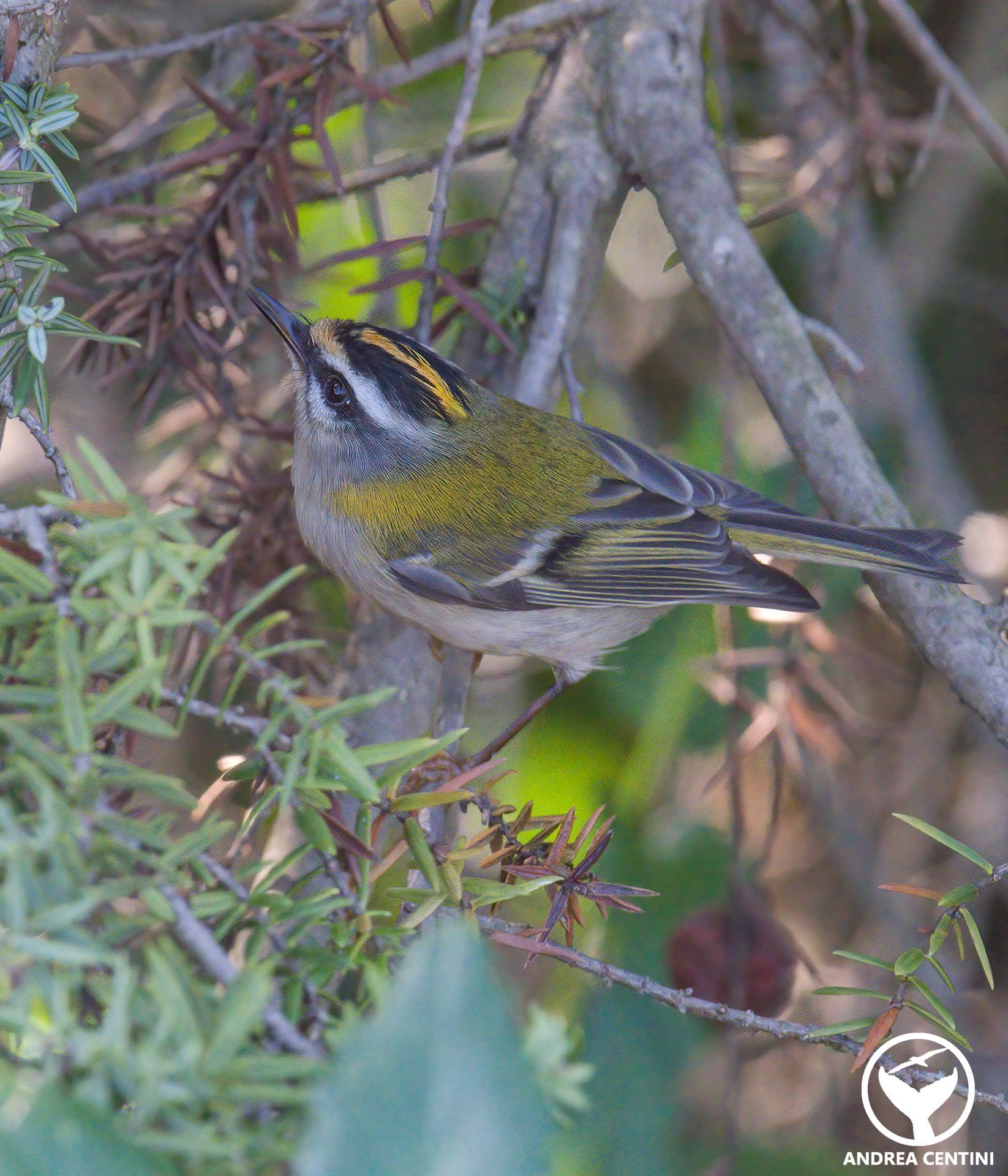 Fiorrancino. Credit: Andrea Centini