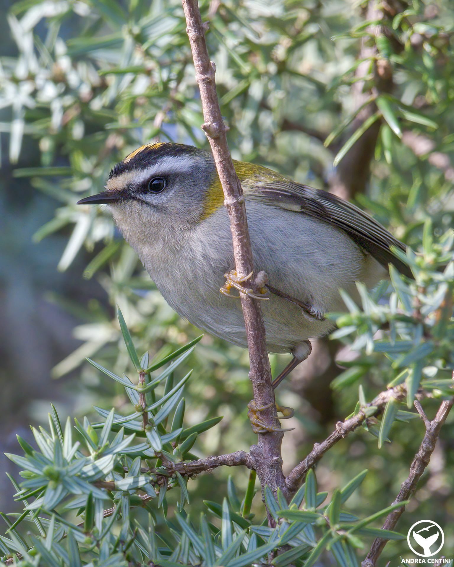 Fiorrancino. Credit: Andrea Centini