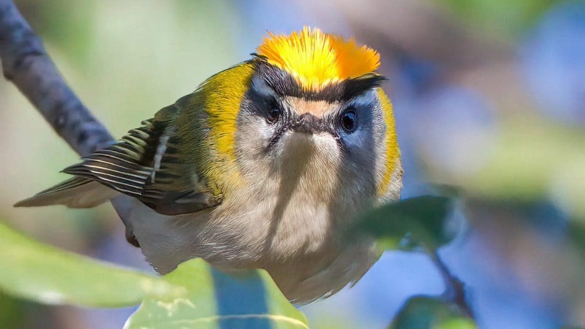 Fiorrancino con la cresta aperta. Credi: Andrea Centini
