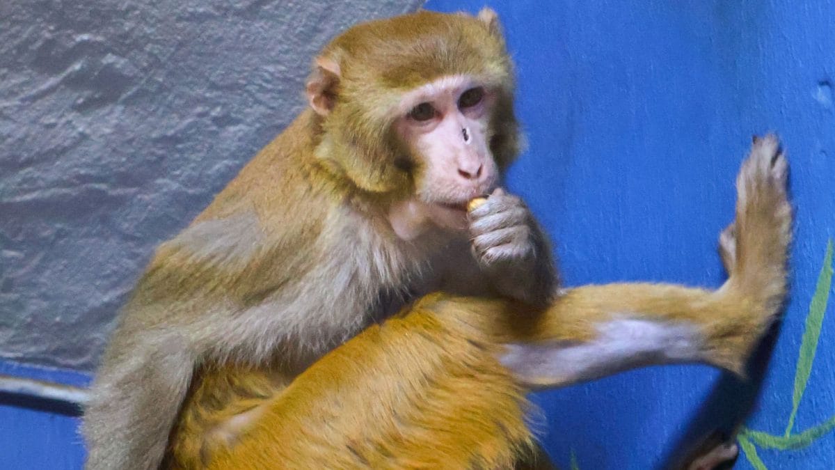 Forrest, il giovane macaco rhesus che ha trascorso diversi giorni in fuga dopo essere scappato da un camion ribaltatosi in un incidente stradale in Mississippi / Credit: PopCord Park Animal Refuge