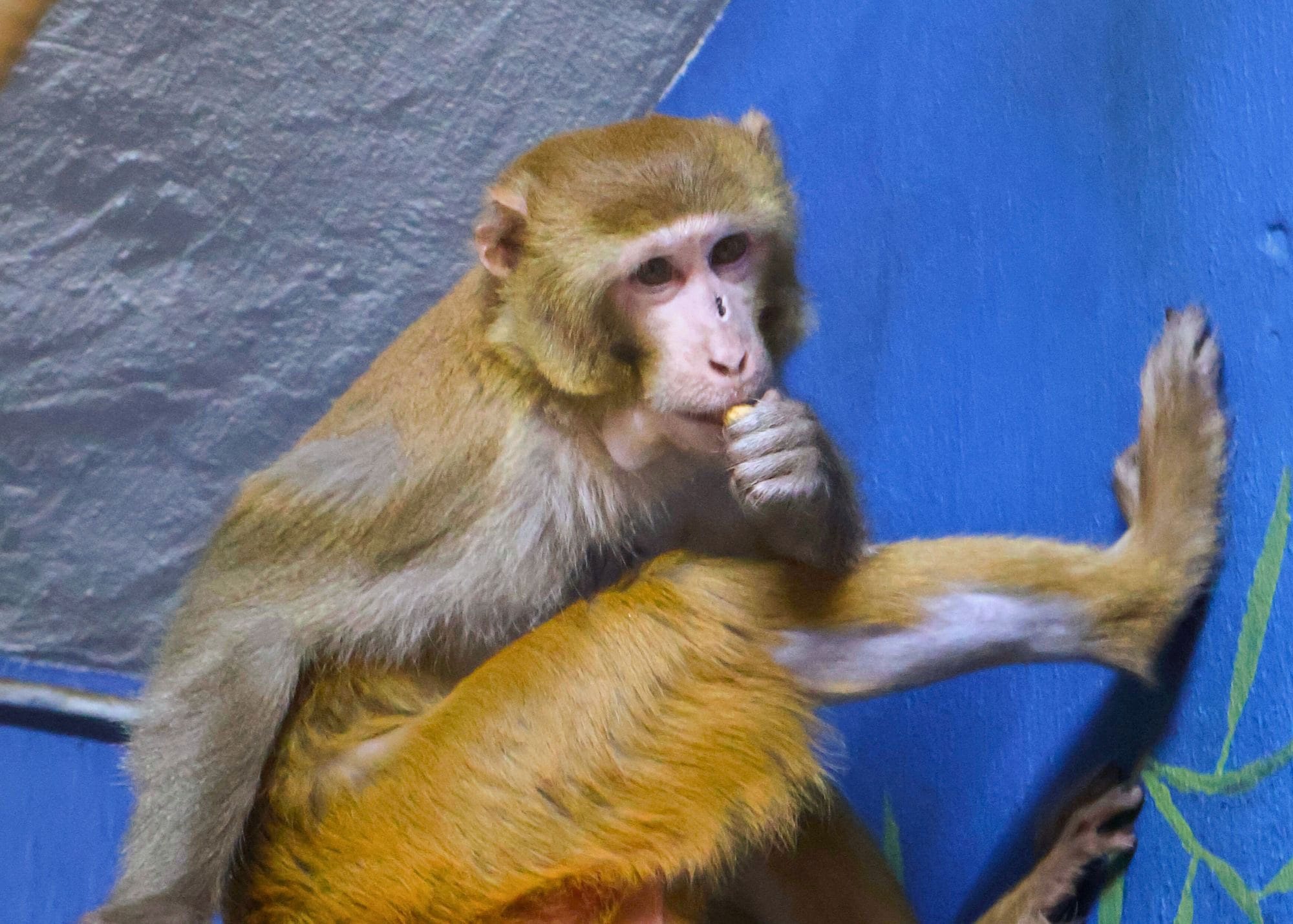 La scimmia scappata in un incidente stradale in Mississippi ora ha una nuova casa