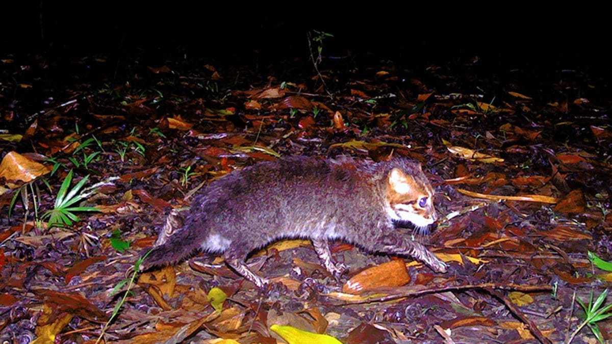 Un gatto dalla testa piatta (Prionailurus planiceps) ripreso da una fototrappola nel Princess Sirindhorn Wildlife Sanctuary, nel sud della Thailandia: è la prima documentazione della specie nel Paese dopo quasi 30 anni / Credit: Dipartimento per i parchi nazionali, la fauna selvatica e la conservazione delle piante (DNP) della Thailandia / Panthera Thailand