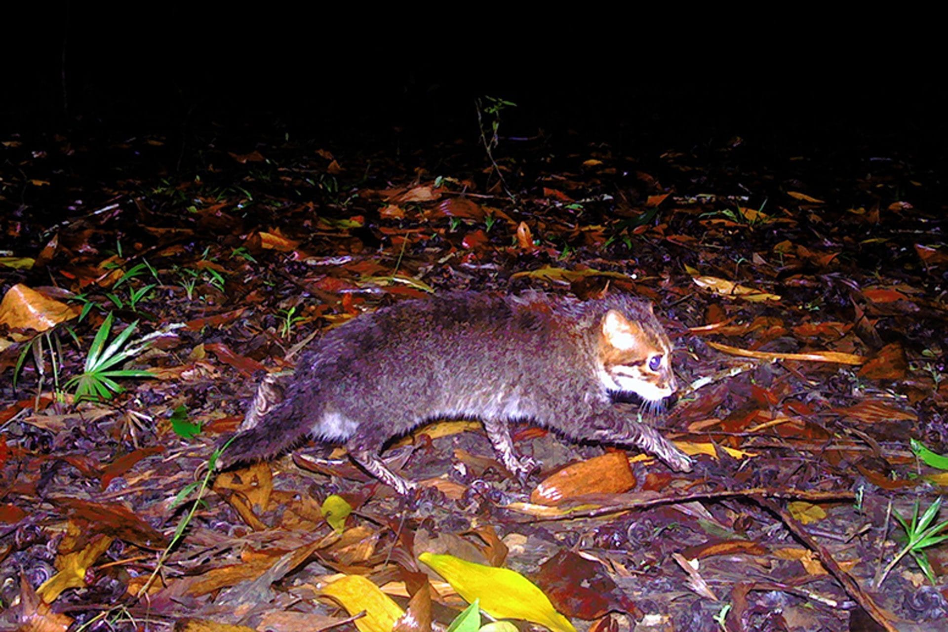 Il gatto dalla testa piatta in Thailandia ricompare dopo quasi 30 anni: era ritenuto estinto