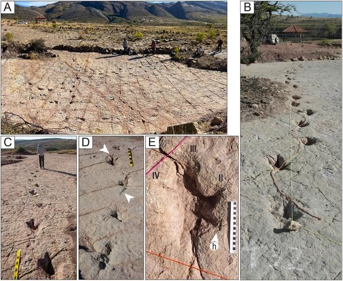 Le impronte nel sito boliviano. Credit: Esperante et al., 2025, PLOS One