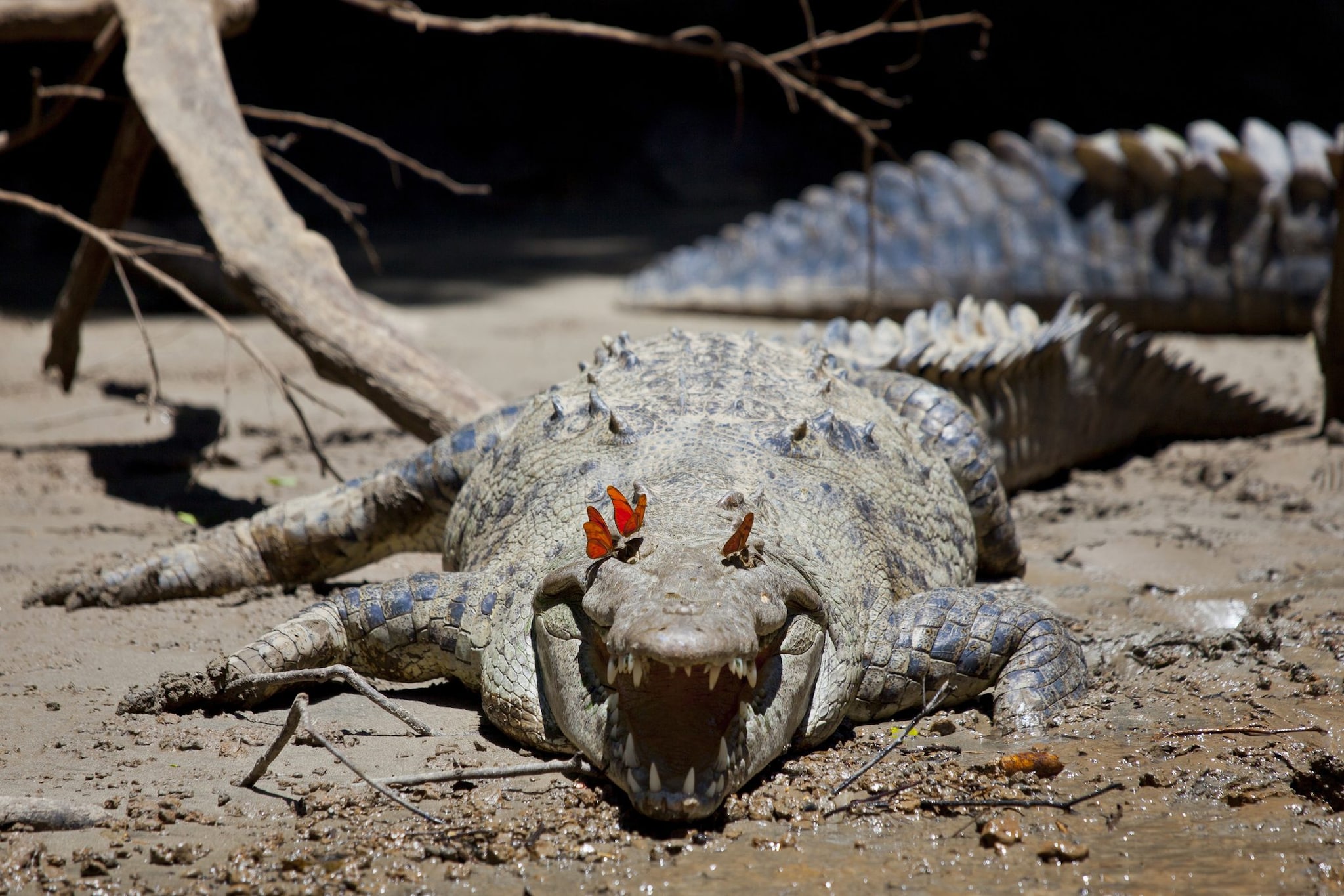 Lacrifagia su un coccodrillo. Credit: iStock
