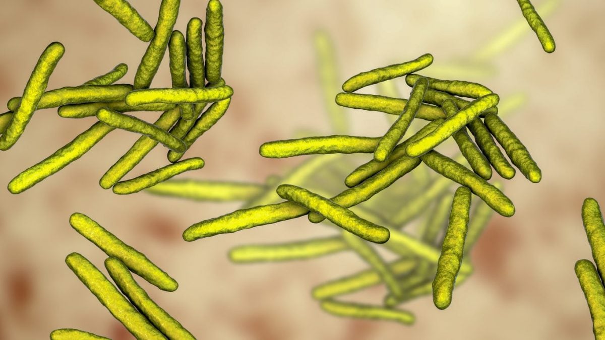 Illustrazione di Mycobacterium leprae, il batterio responsabile della lebbra