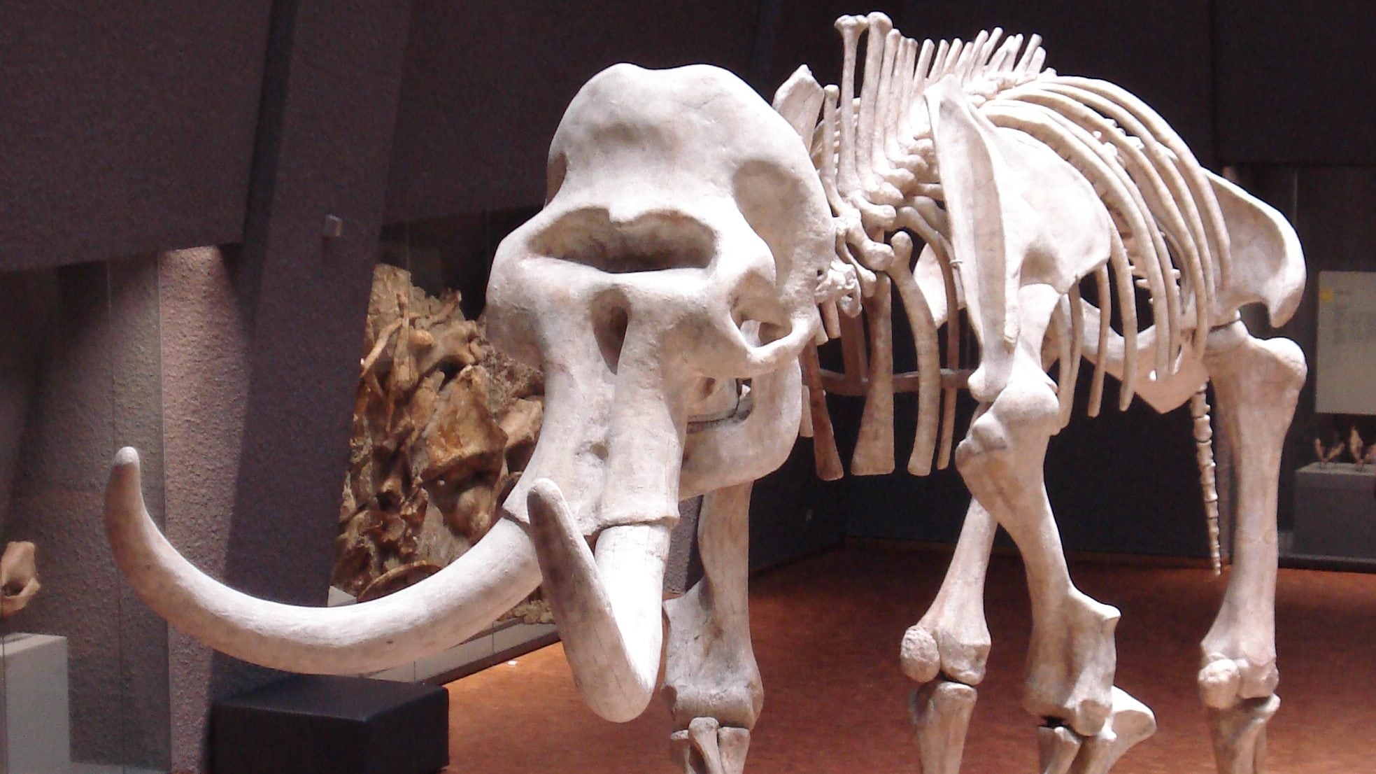 Svelato il mistero delle ossa di mammut “impossibili”: a chi appartengono e perché celano un altro enigma