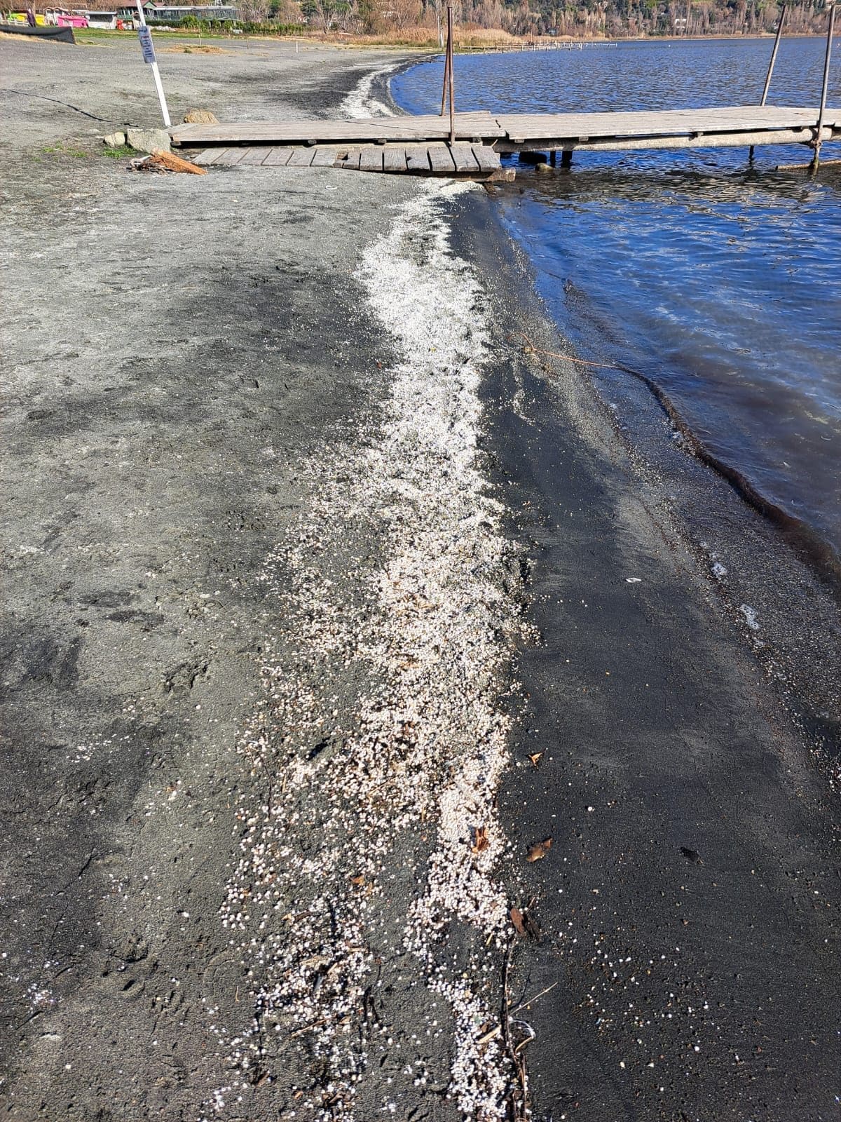 I molluschi morti erano distribuiti in fasce lunghe 8–10 metri. Credit: Andrea Bonifazi