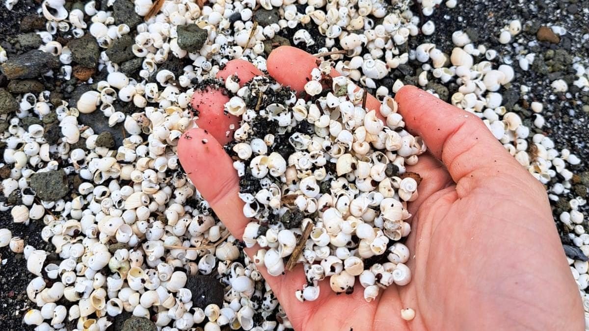 I molluschi alieni trovati morti al Lago Albano. Credit: Andrea Bonifazi