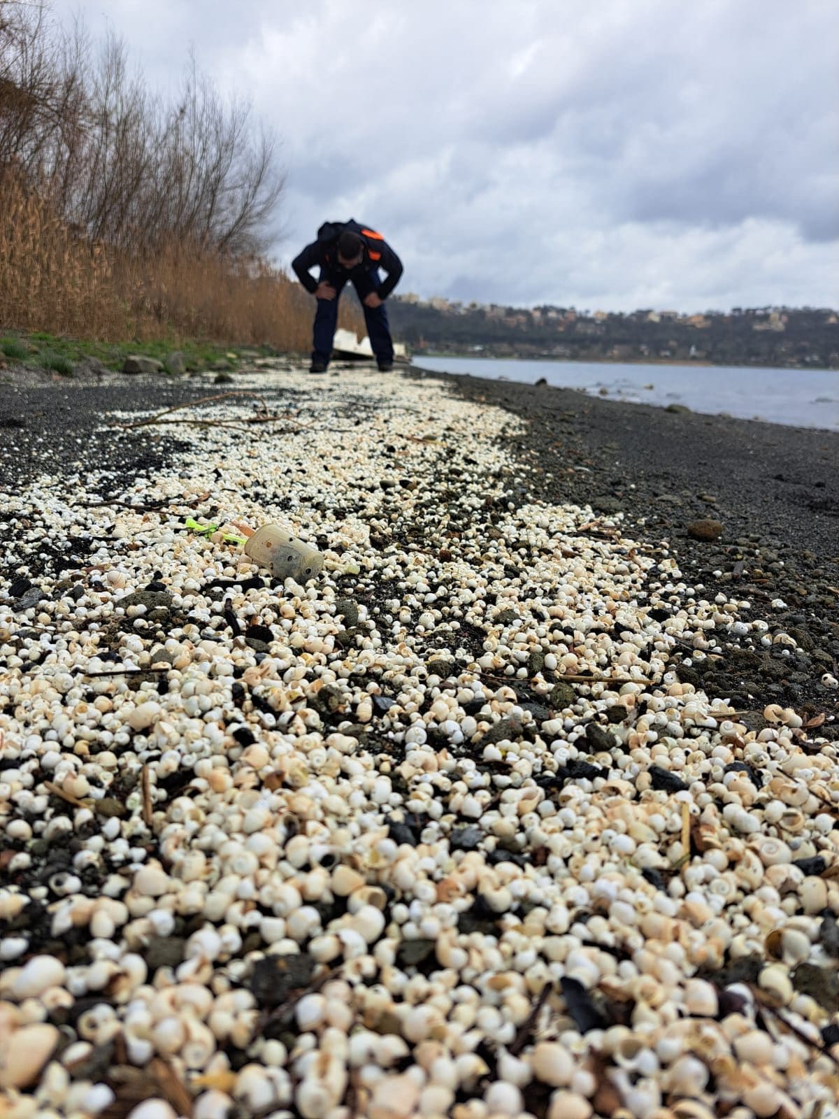 I molluschi morti lungo la costa del Lago Albano. Credit: Andrea Bonifazi