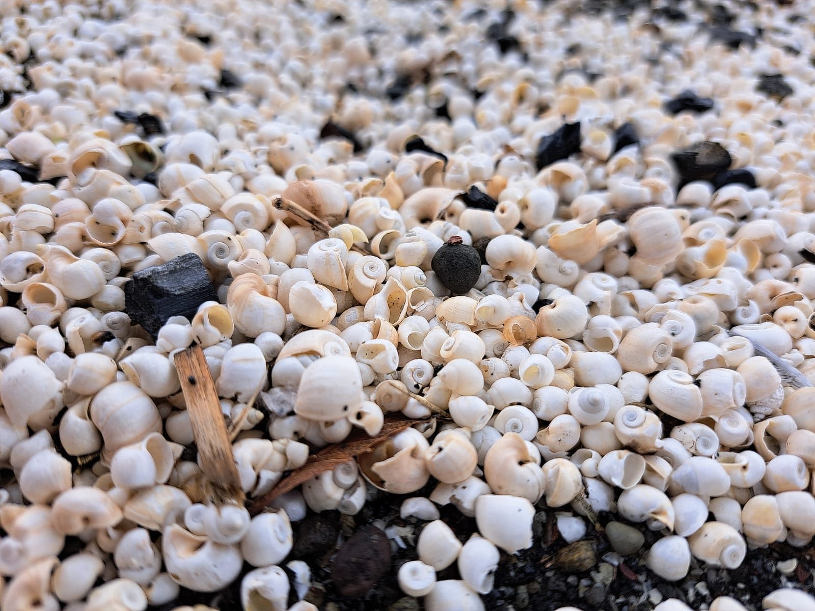 Le conchiglie non presentavano tessuti molli ed erano erose. Nessun individuo vivo trovato. Credit: Andrea Bonifazi