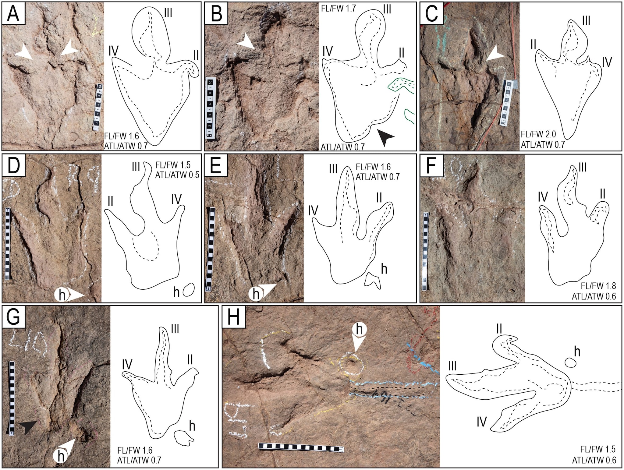 Le impronte di dinosauro in Bolivia. Credit: Esperante et al., 2025, PLOS One