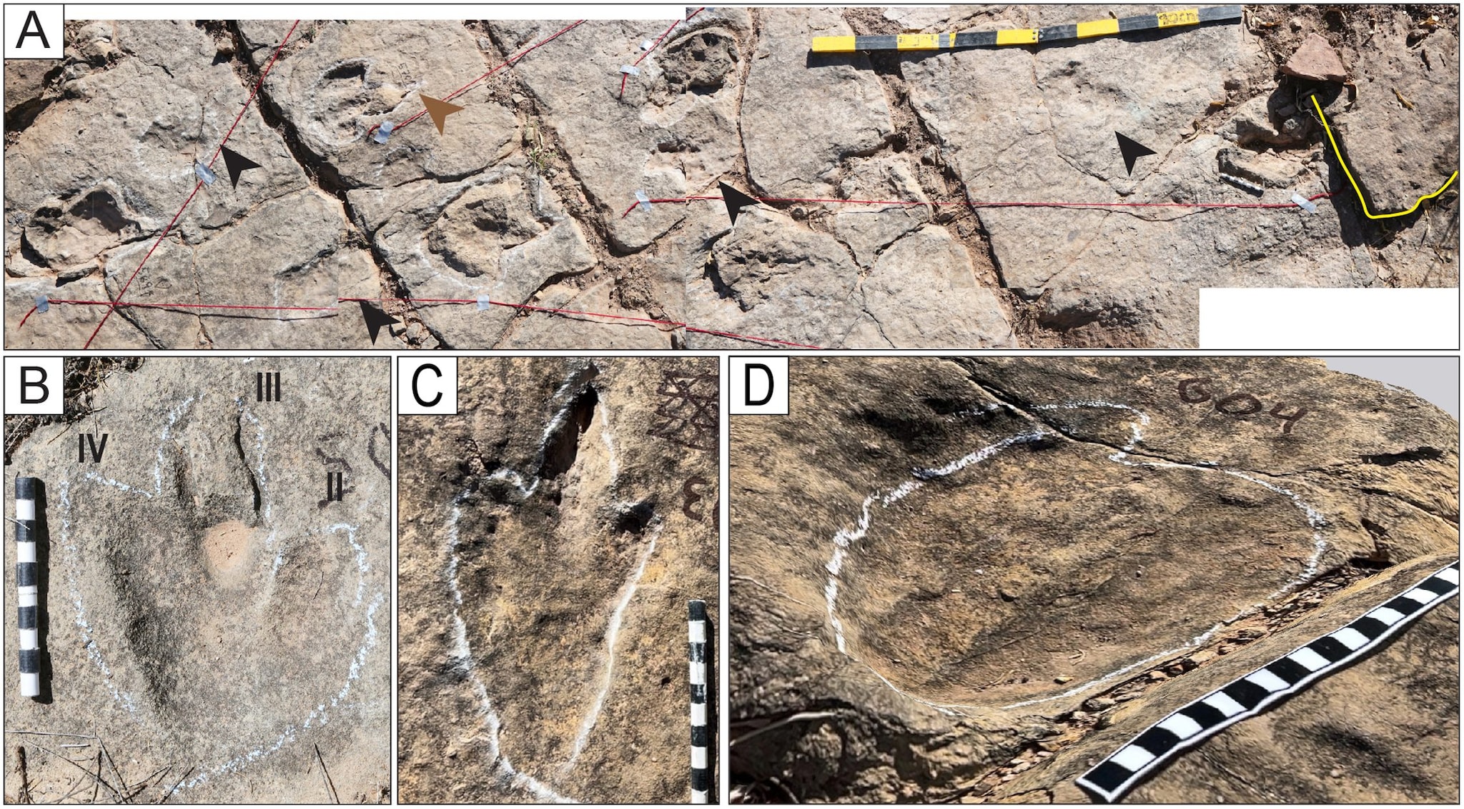 Le impronte di dinosauro in Bolivia. Credit: Esperante et al., 2025, PLOS One