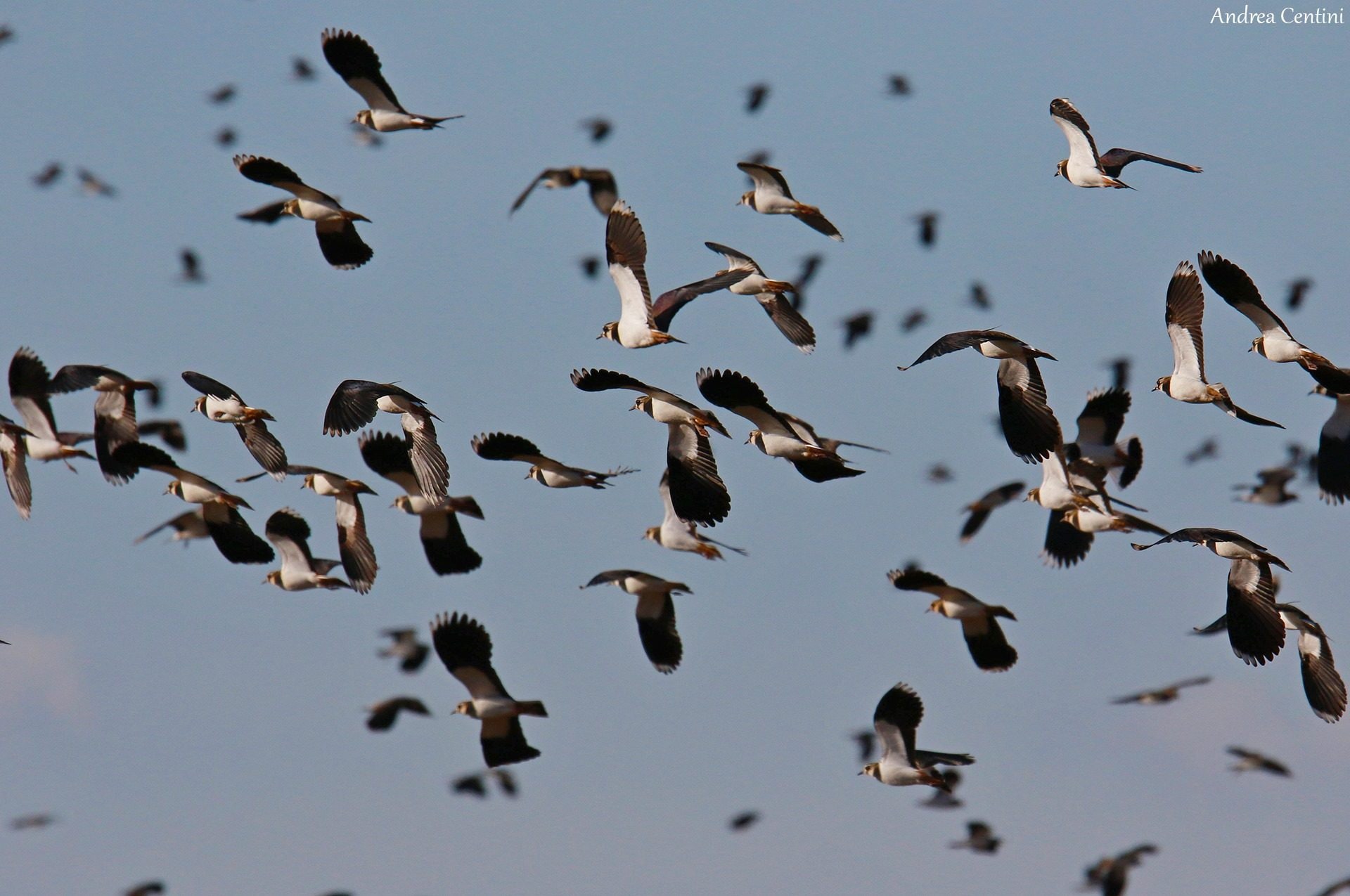 Pavoncelle. Credit: Andrea Centini