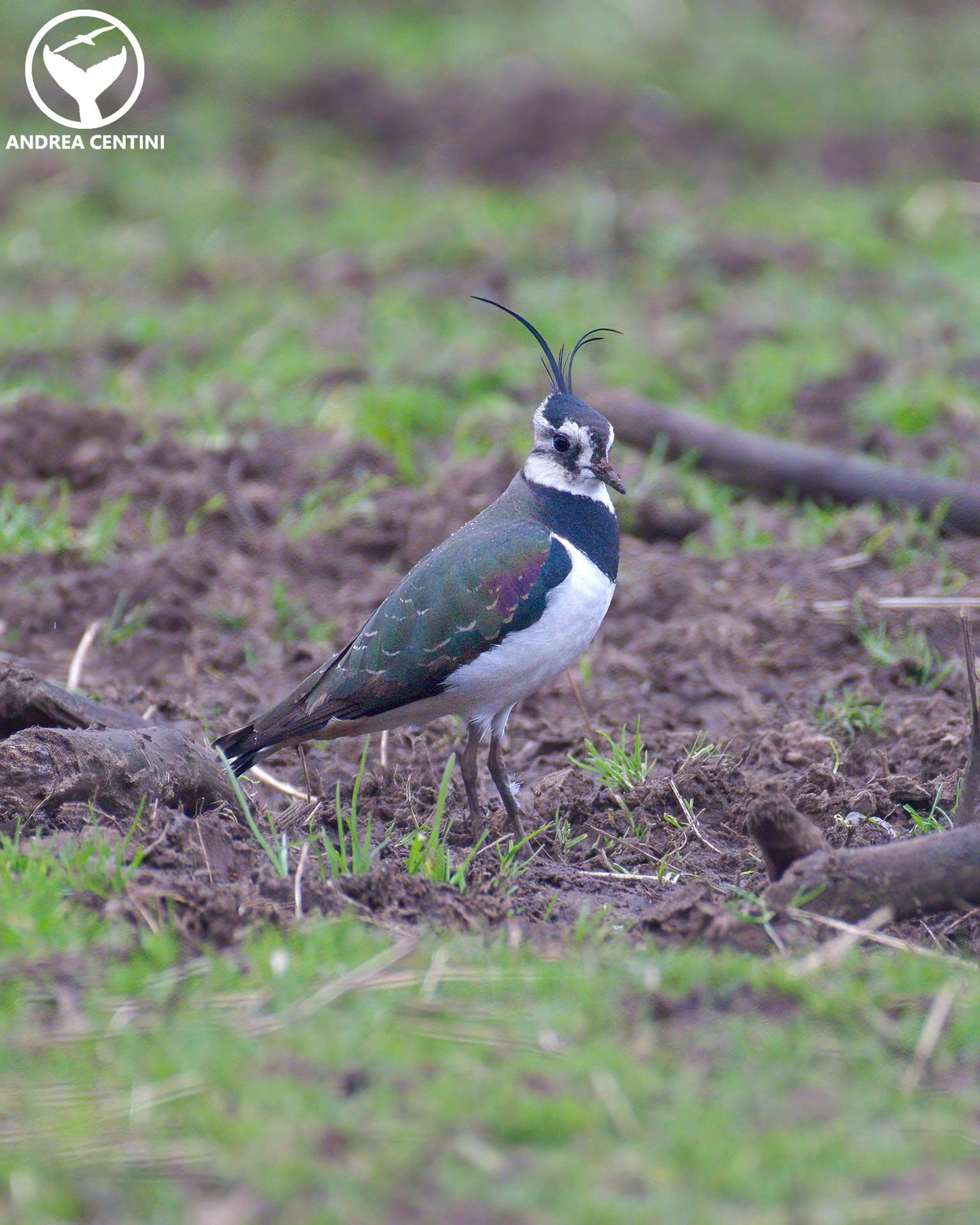 Pavoncella. Credit: Andrea Centini