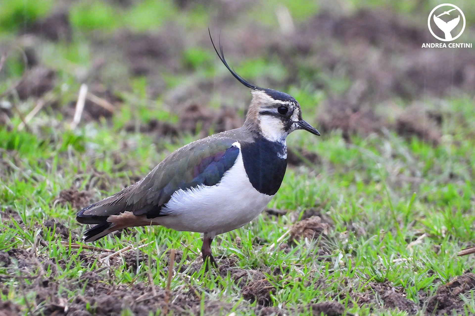 Pavoncella. Credit: Andrea Centini