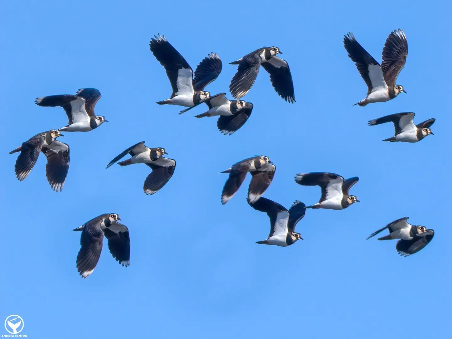 Pavoncelle. Credit: Andrea Centini