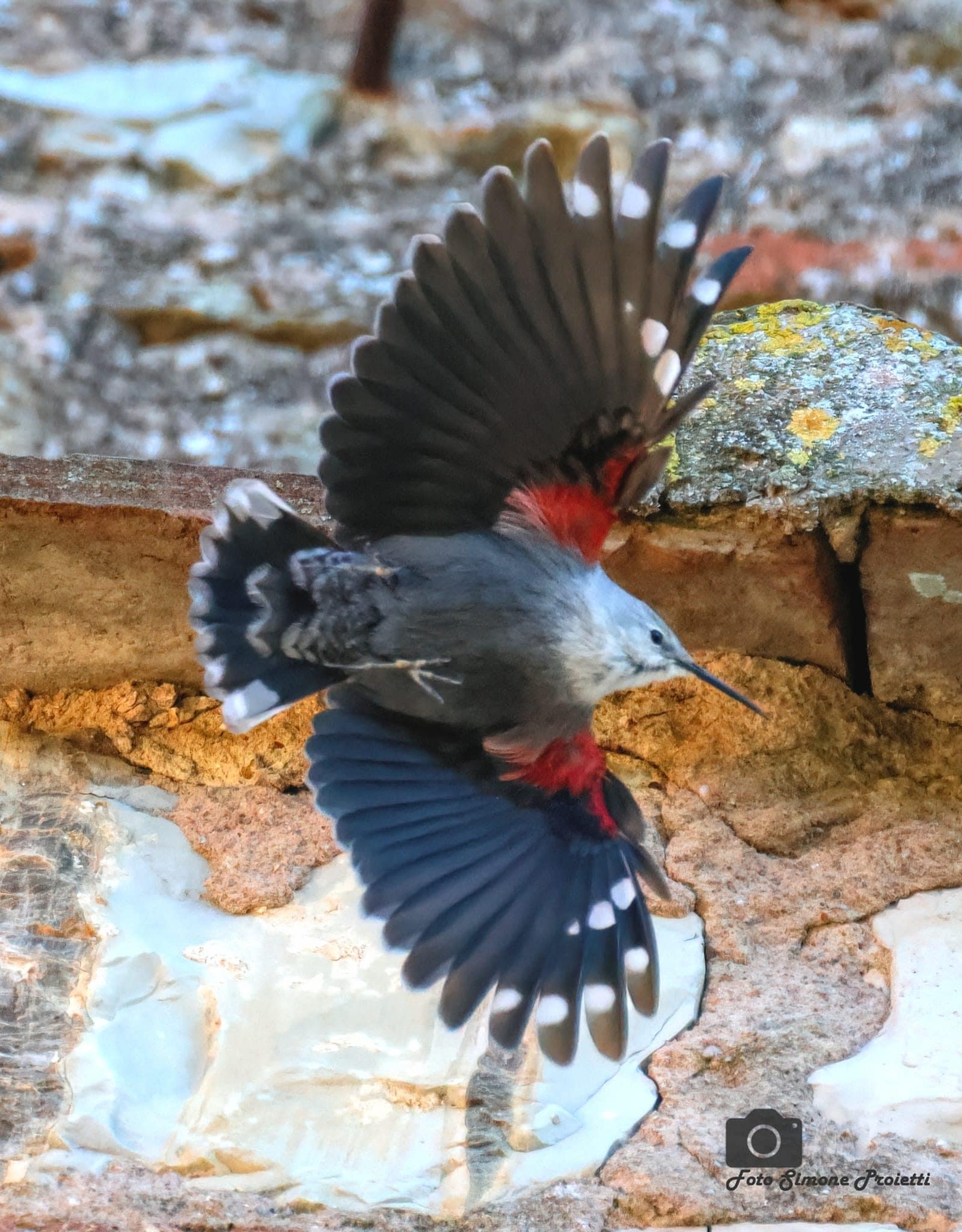 Picchio muraiolo. Credit: Simone Proietti