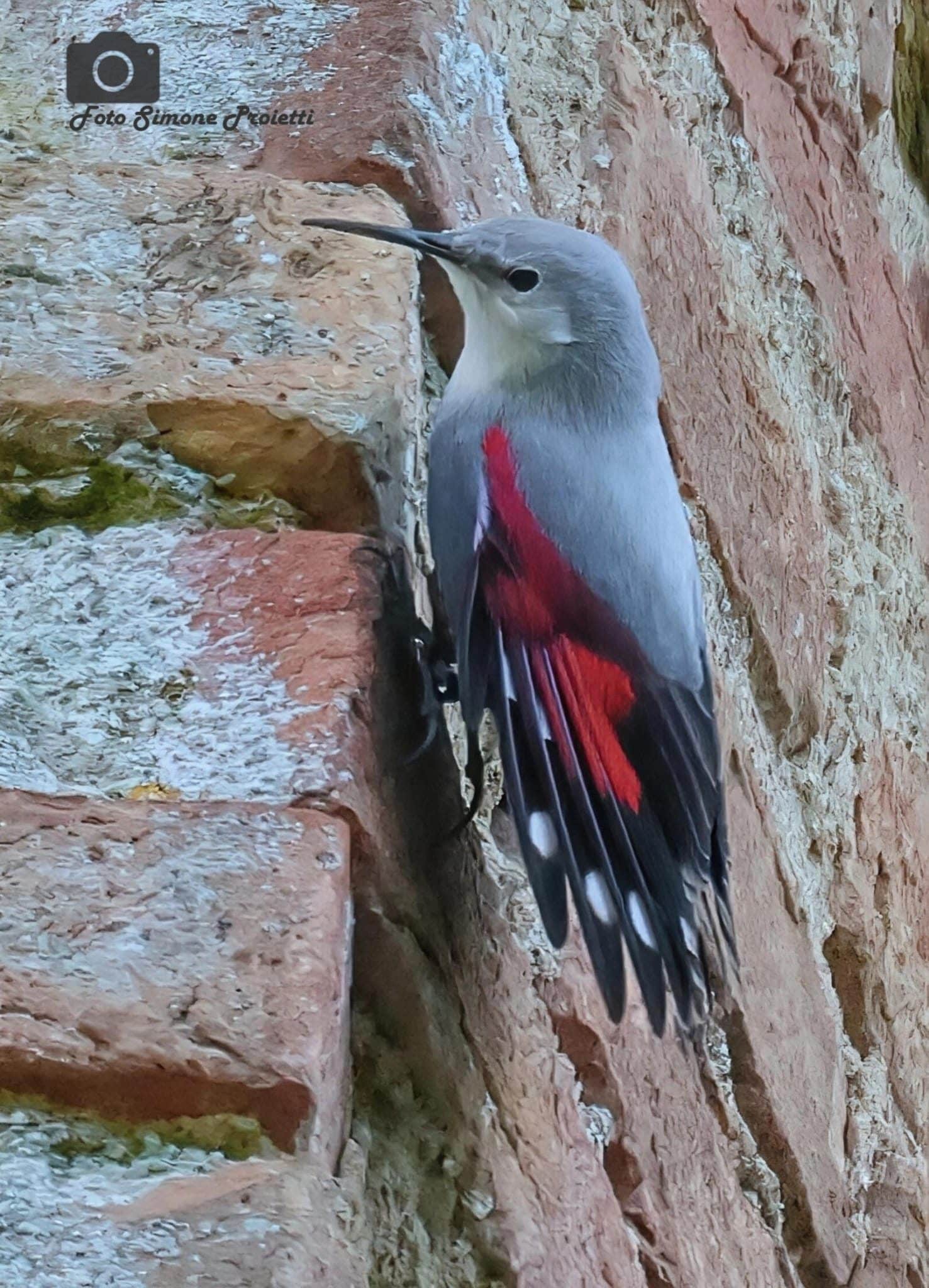 Picchio muraiolo. Credit: Simone Proietti