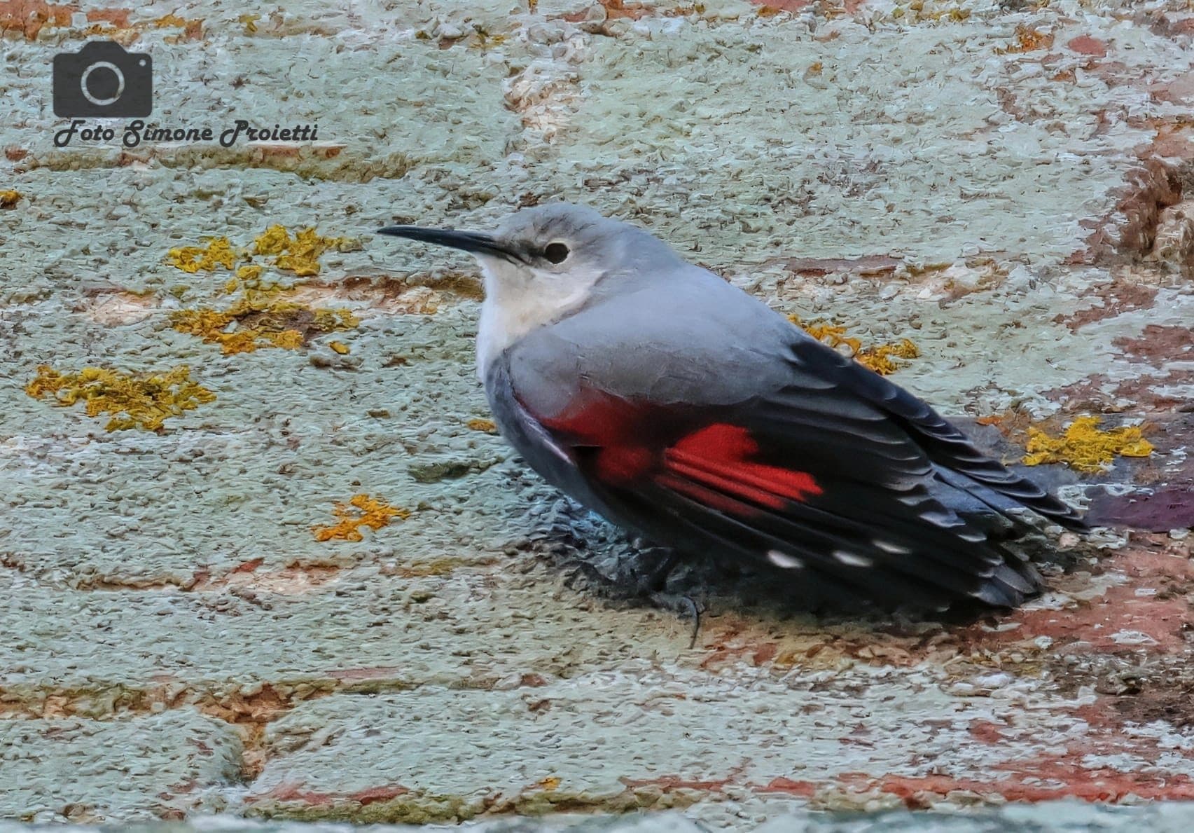 Picchio muraiolo. Credit: Simone Proietti
