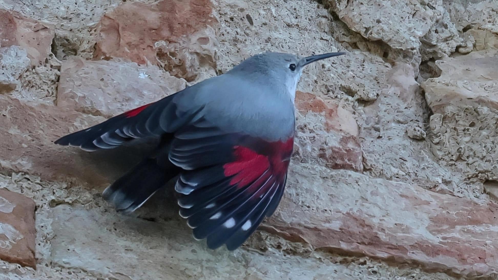 Le foto della farfalla delle rocce, lo splendido picchio muraiolo: “Bellissimo e difficile da vedere”