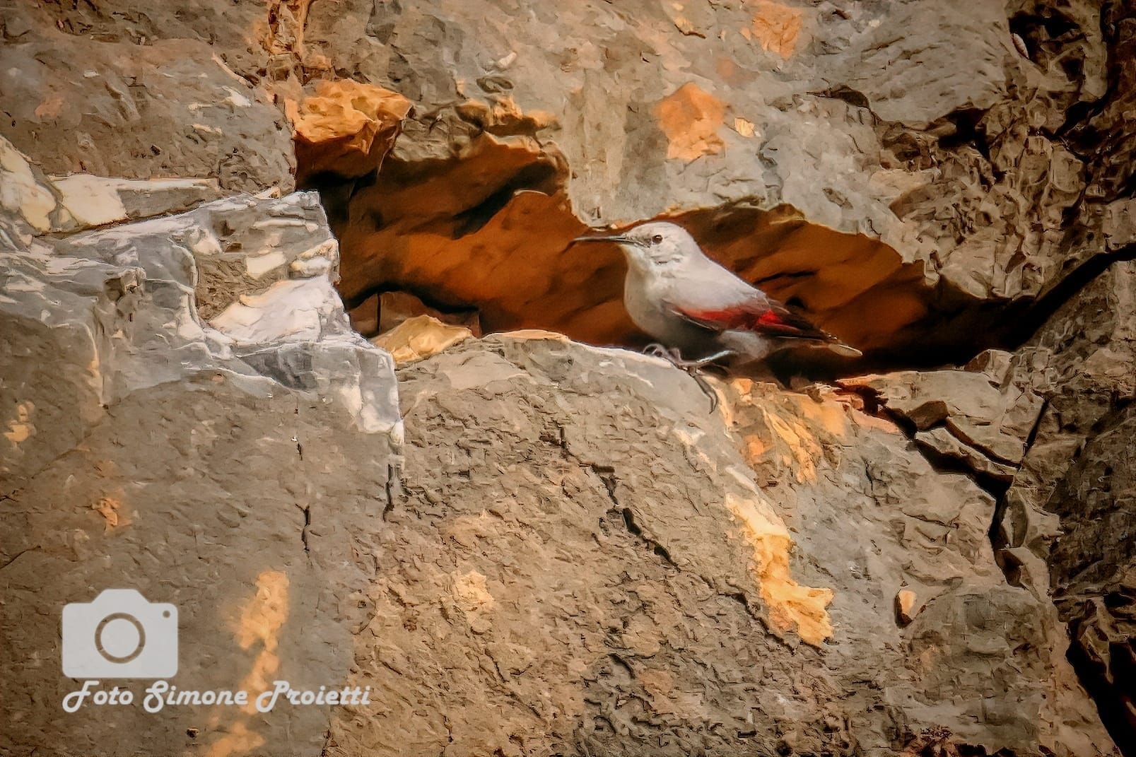 Picchio muraiolo. Credit: Simone Proietti