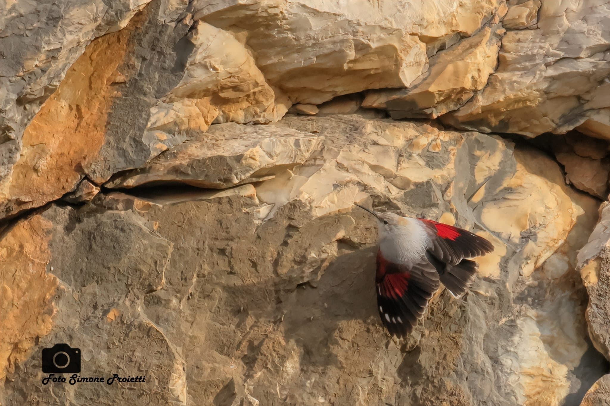 Picchio muraiolo. Credit: Simone Proietti