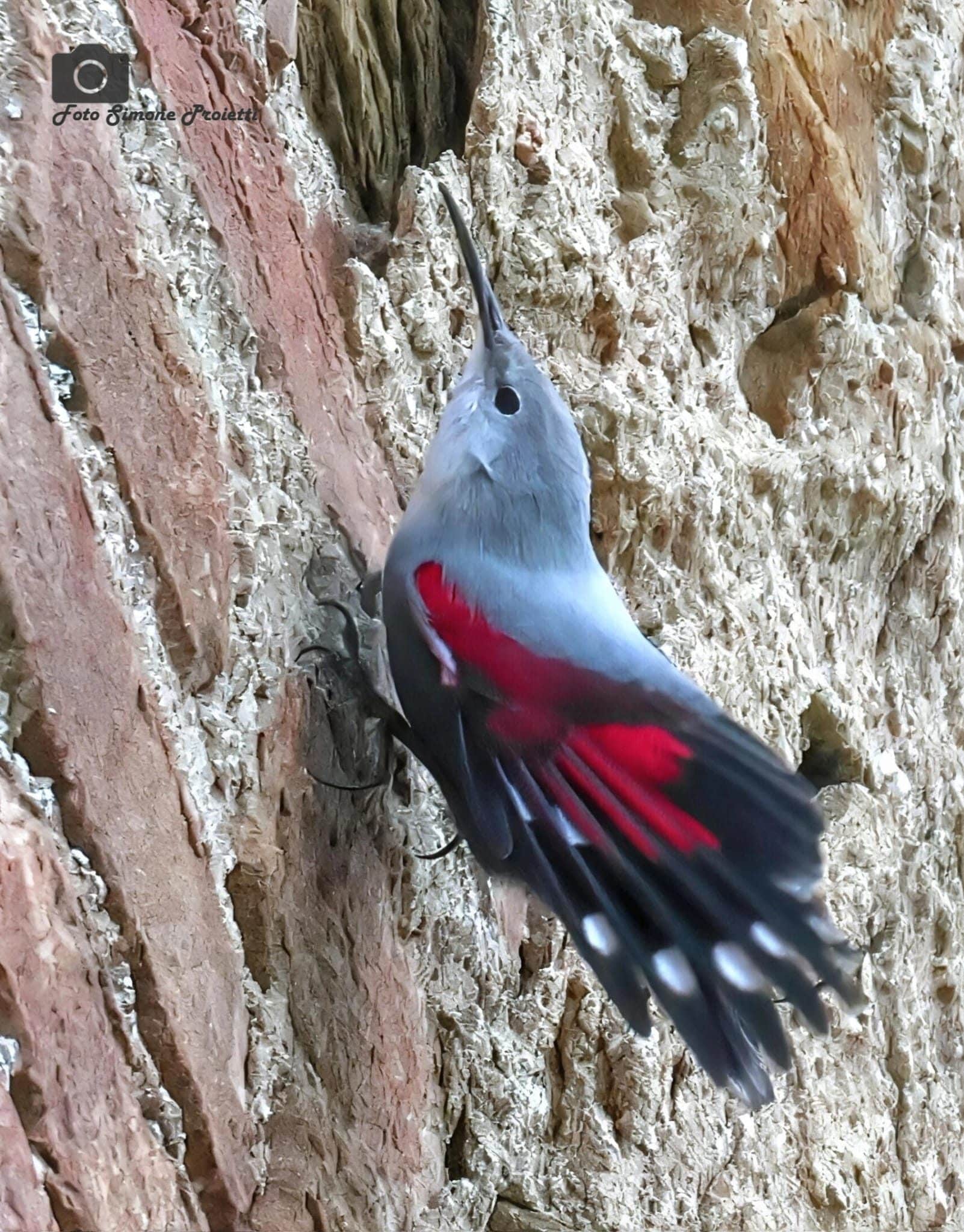 Picchio muraiolo. Credit: Simone Proietti