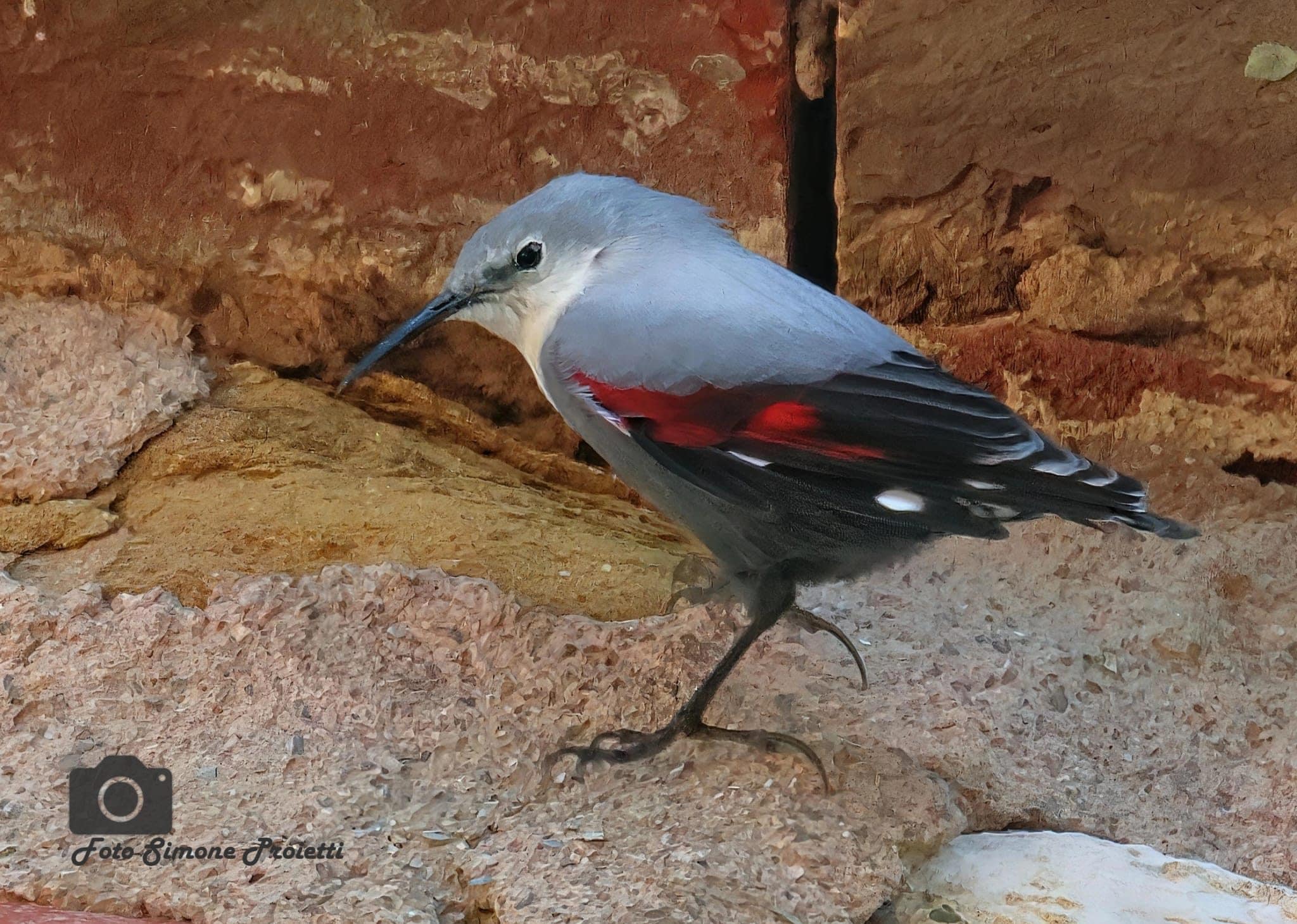 Picchio muraiolo. Credit: Simone Proietti