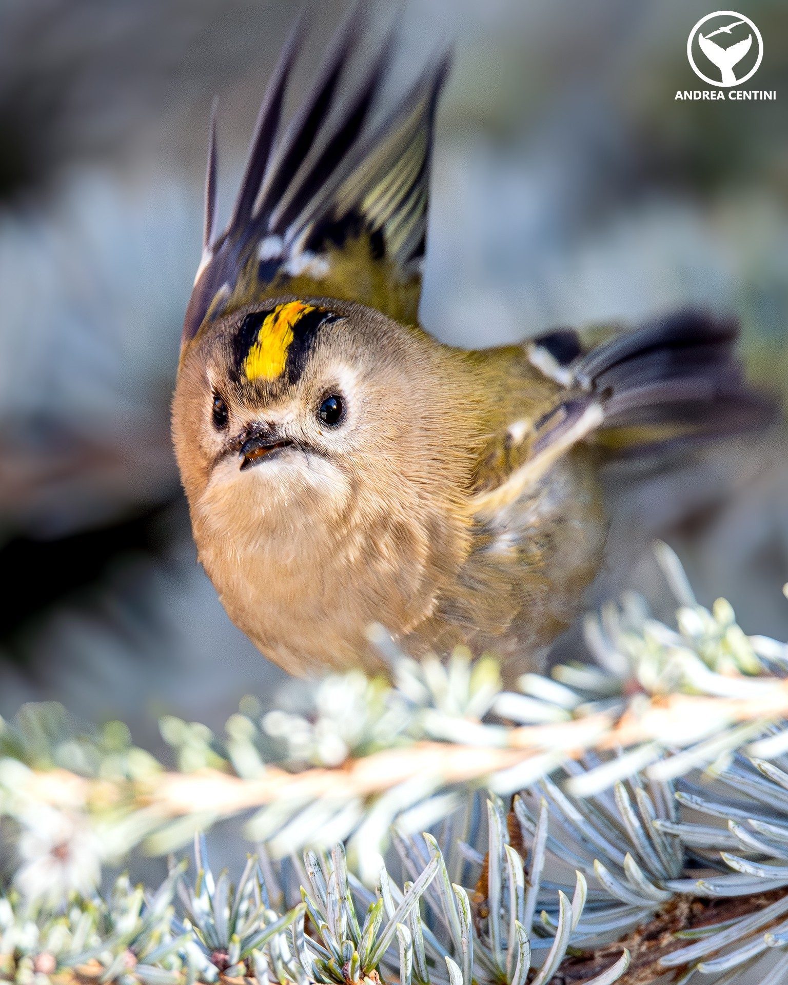 Un regolo pronto a spiccare il volo. Credit: Andrea Centini