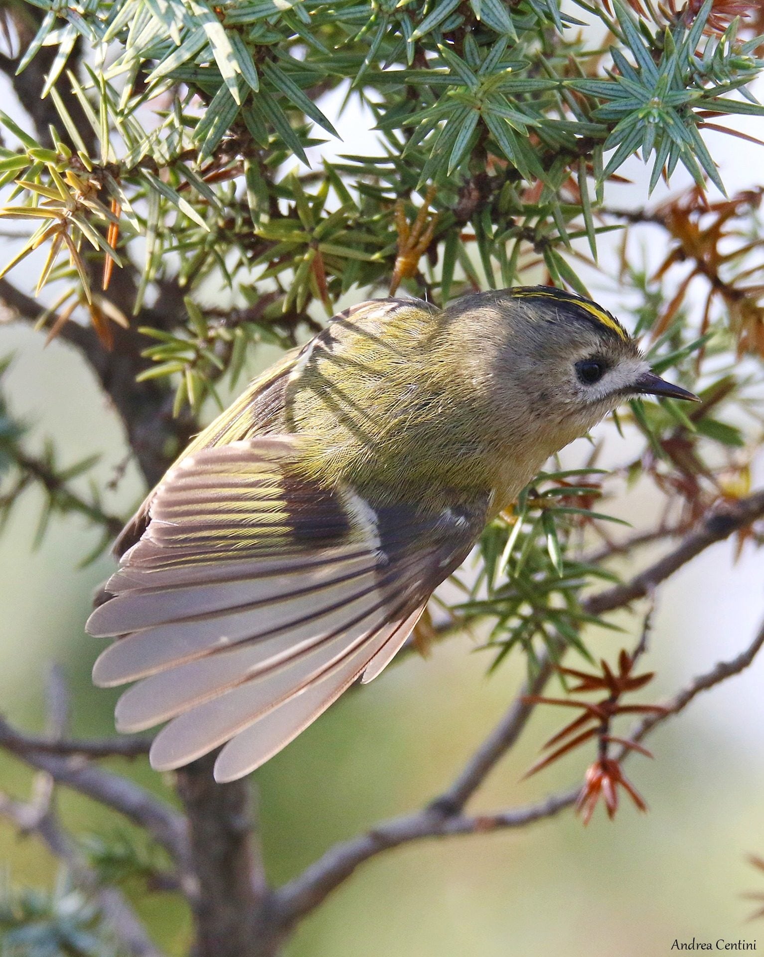 Regolo. Credit: Andrea Centini