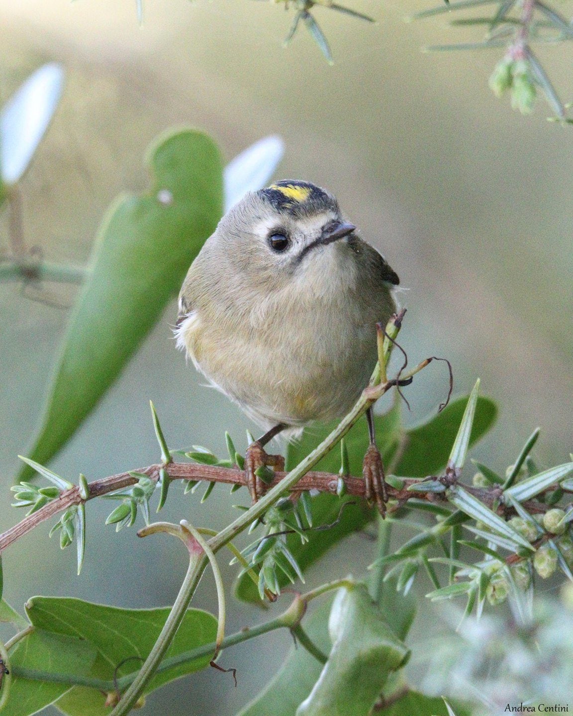 Regolo. Credit: Andrea Centini