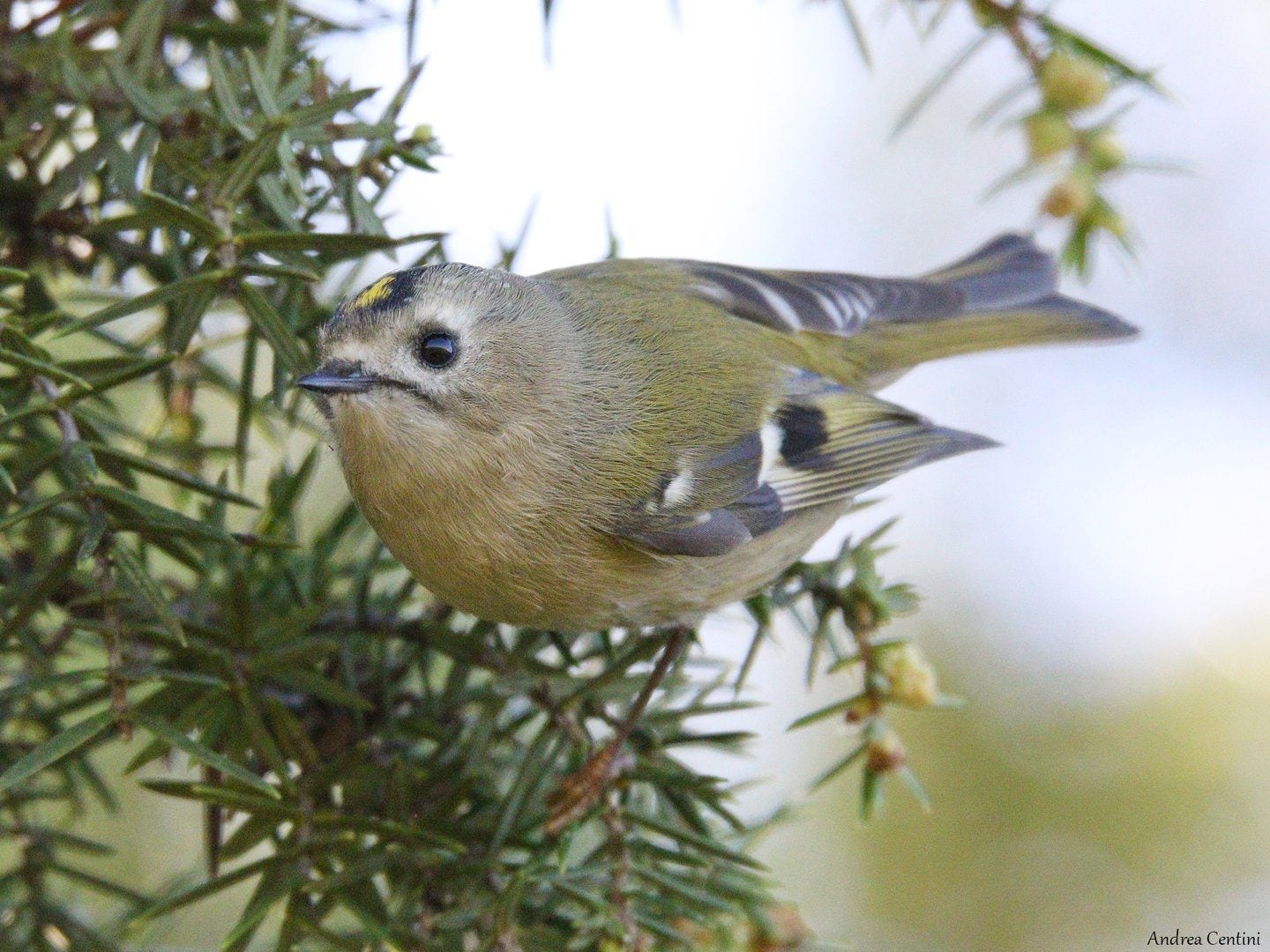 Regolo. Credit: Andrea Centini