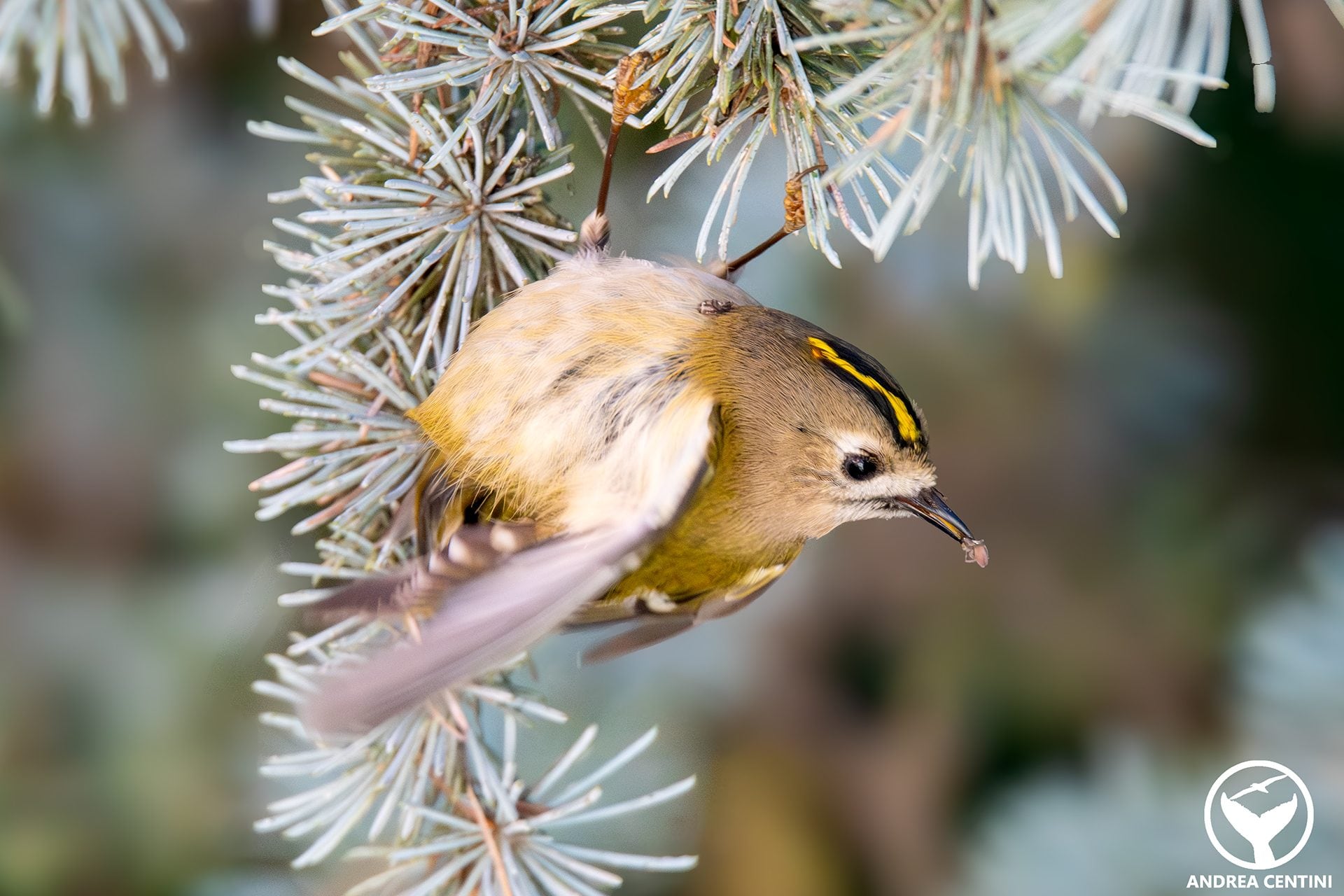 Un regolo con un piccolo ragno appena catturato. Credit: Andrea Centini