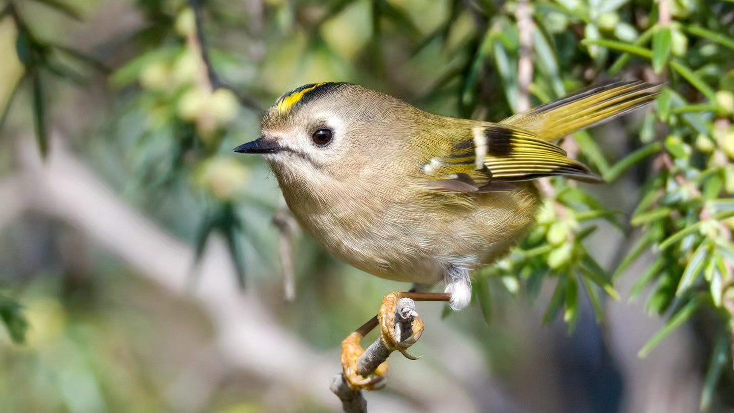 Abbiamo incontrato il regolo, il più piccolo uccello d'Europa: foto e dimensioni del minuscolo volatile