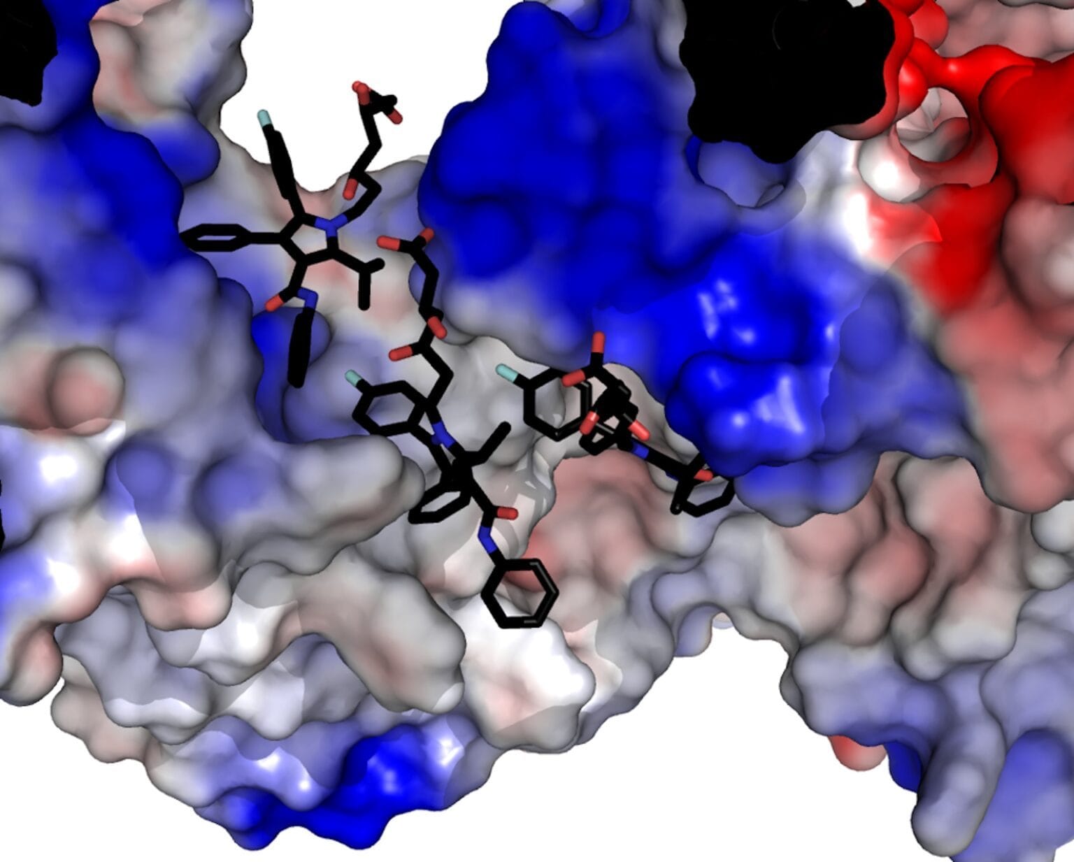 llustrazione, basata su quanto i ricercatori sono stati in grado di osservare utilizzando la microscopia crioelettronica macromolecolare ad alta risoluzione, mostra le molecole di statina in nero che si legano alla proteina RyR1 / Credit: The Bioelectricity Lab, UBC Life Sciences Institute.