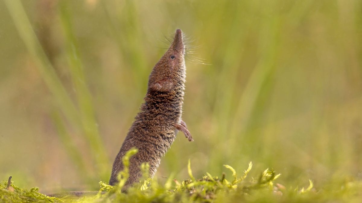 Un toporagno (non della specie dichiarata estinta). Credit: iStock