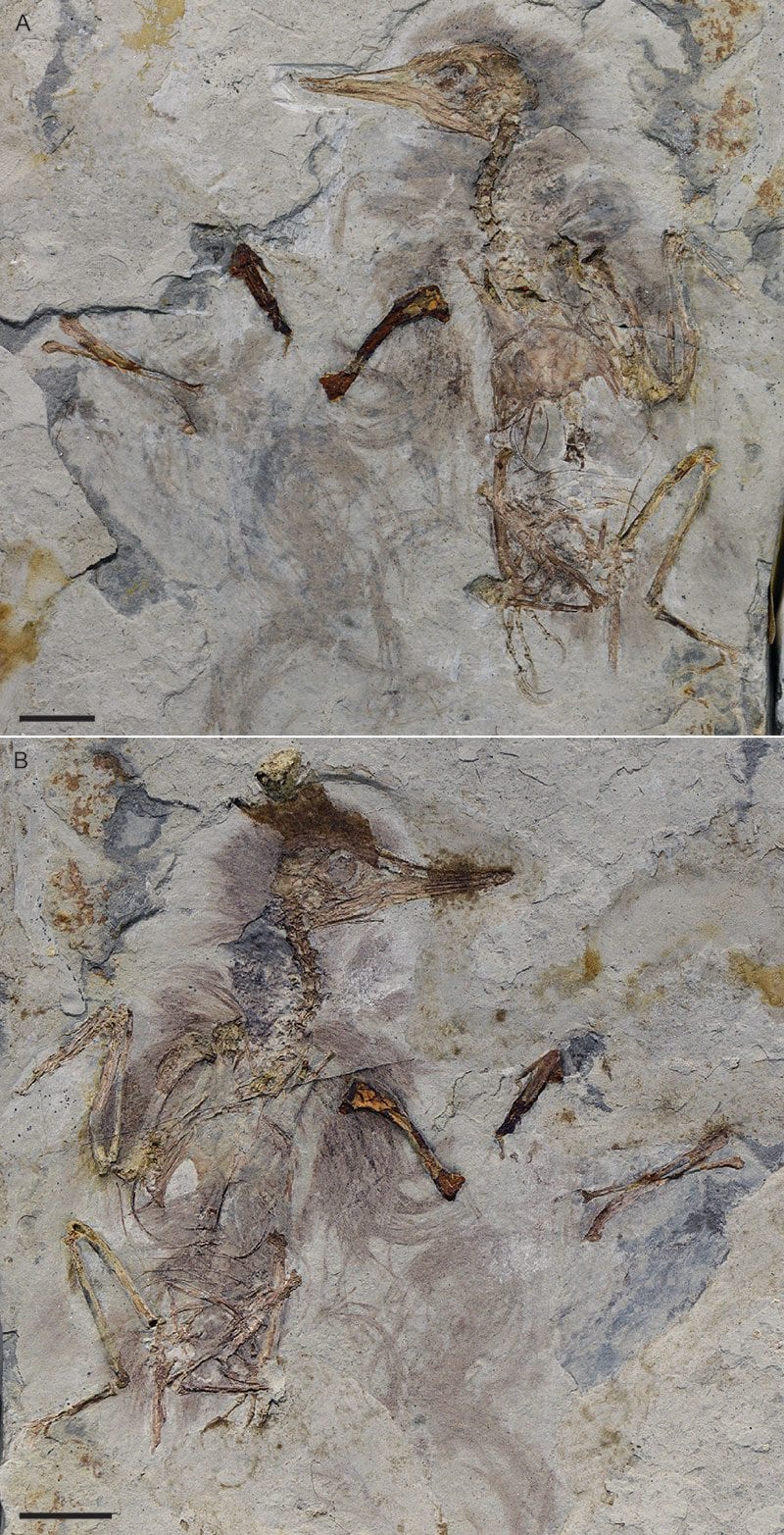 Il fossile dell’uccello preistorico. Credit: O’Connor/Palaeontologica Electronica