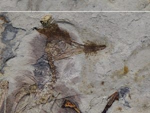 uccellopietrecovfossile-300x225.jpg