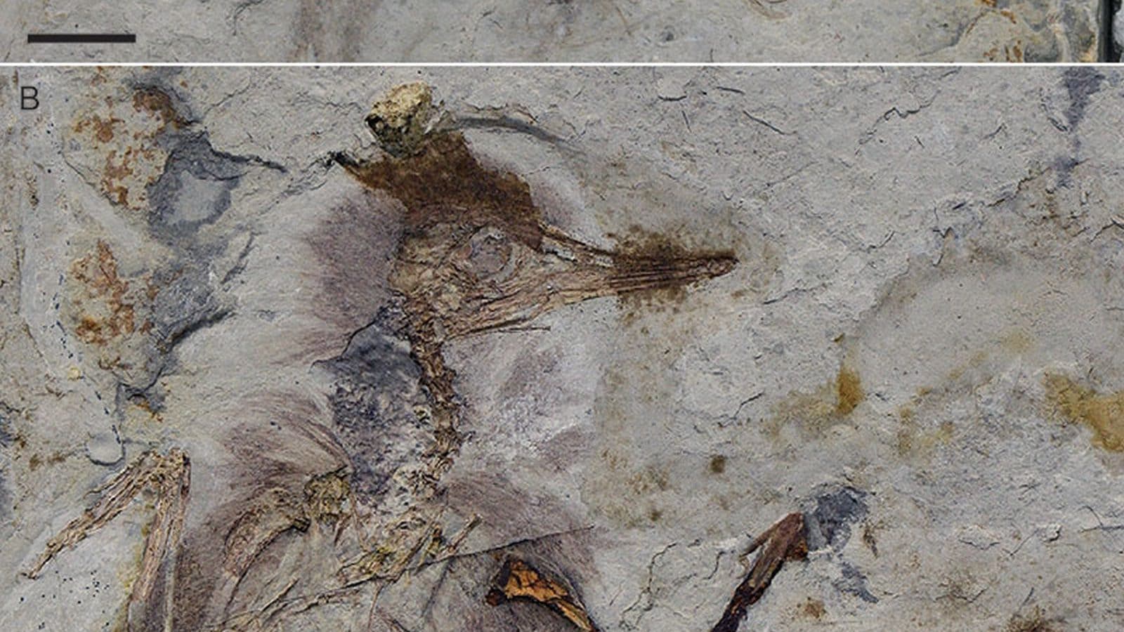 La morte atroce di questo uccello preistorico è un enigma: l'assurda scoperta nella gola del fossile