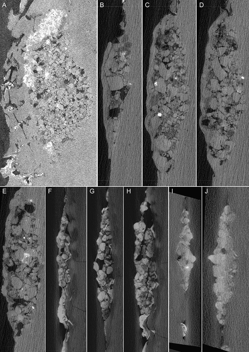 Le pietre nell’esofago dell’uccello viste con la tomografia a raggi X. Credit: O’Connor/Palaeontologica Electronica