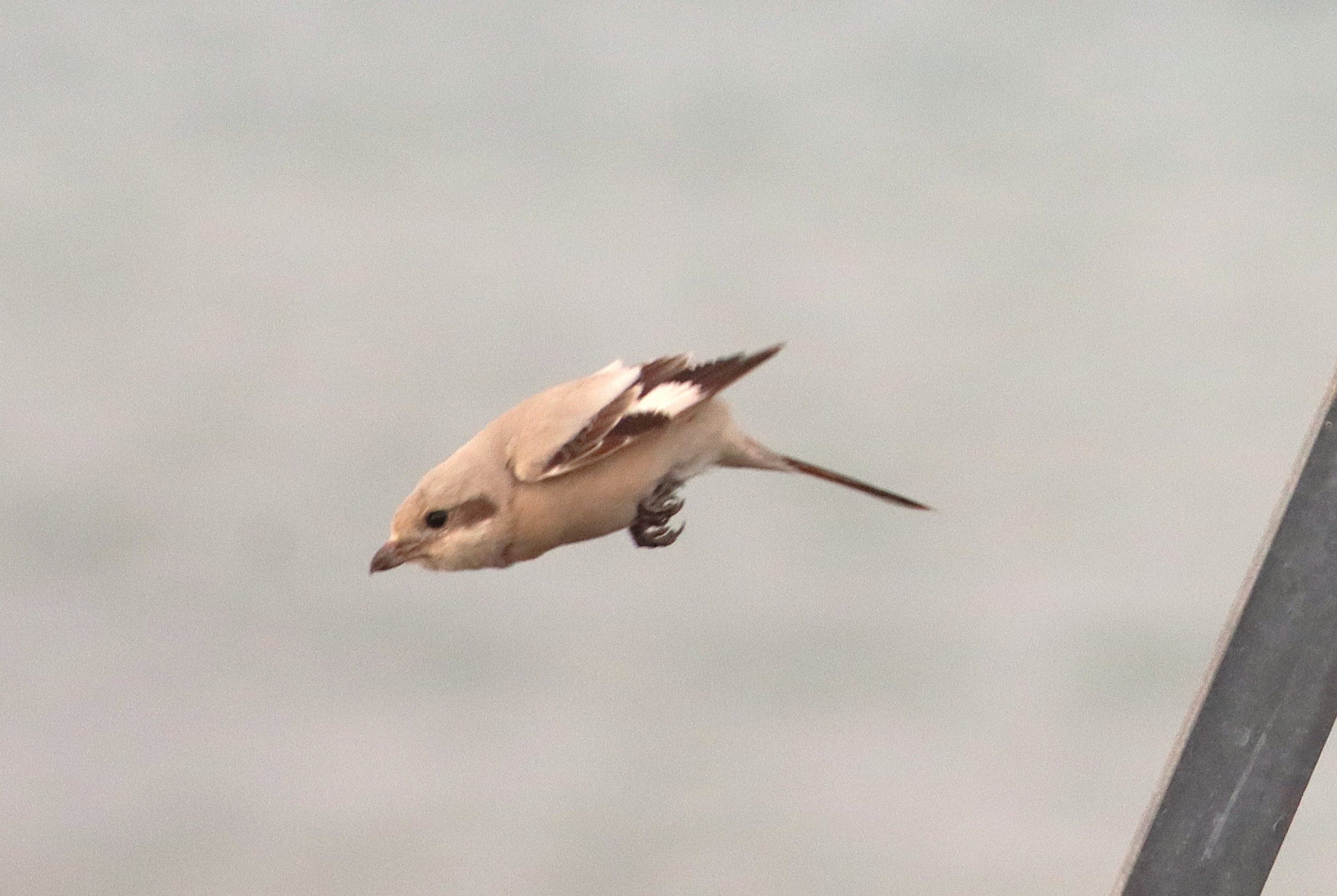 Averla maggiore beccopallido. Credit: Gianni Lucchi