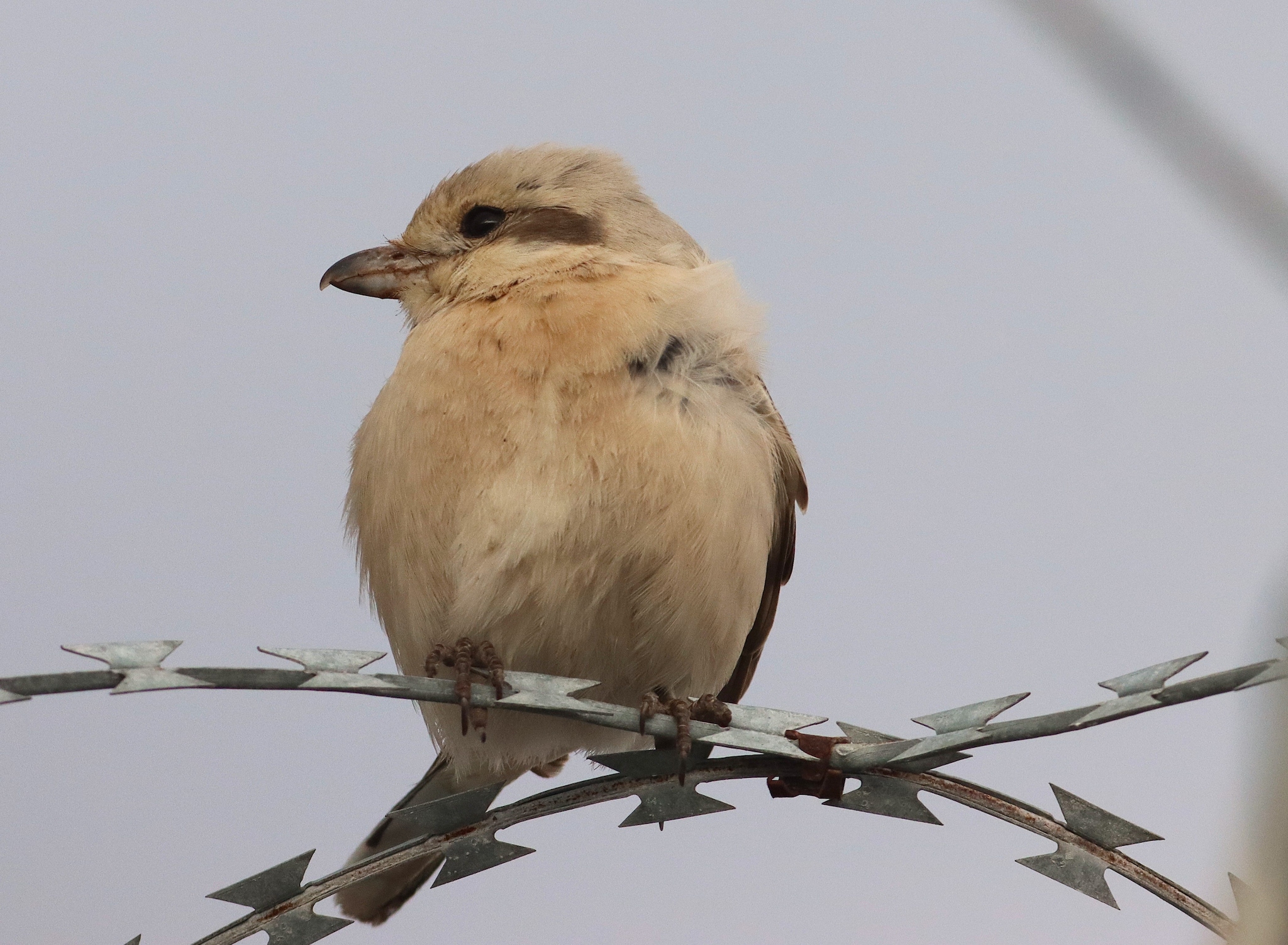 Averla maggiore beccopallido. Credit: Gianni Lucchi