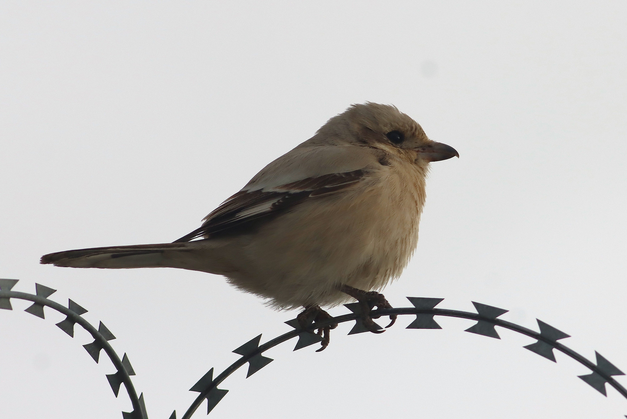 Averla maggiore beccopallido. Credit: Gianni Lucchi