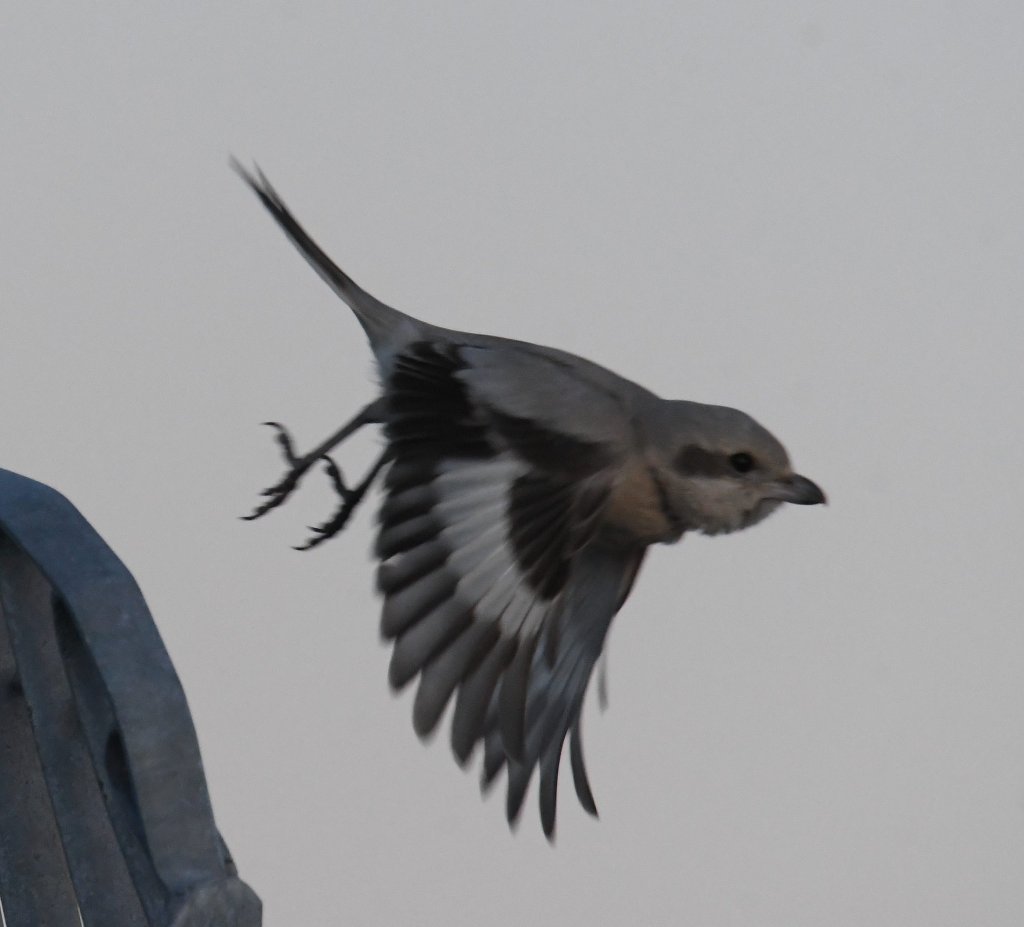 Averla maggiore beccopallido. Credit: Gabriella Motta